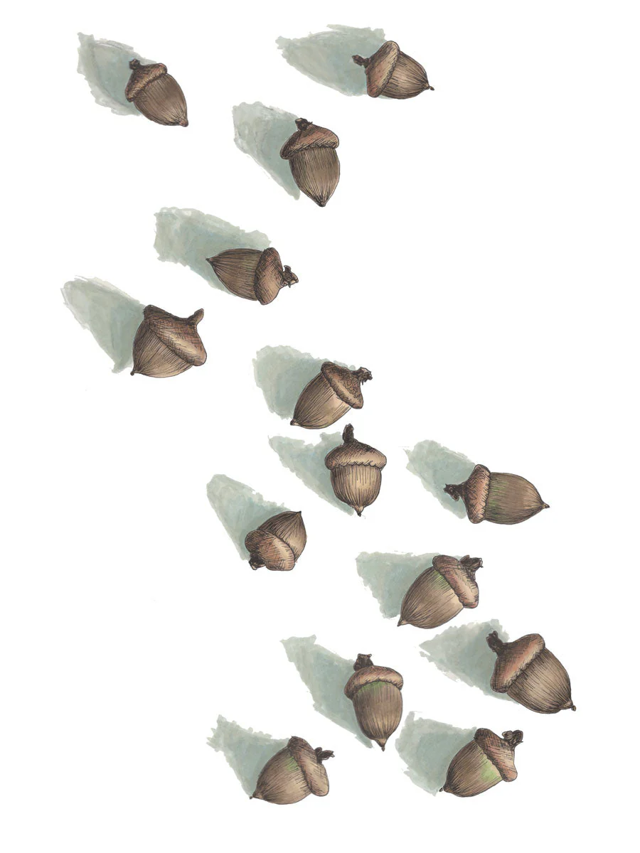 Acorns - Open Edition Canvas Print - Image 4