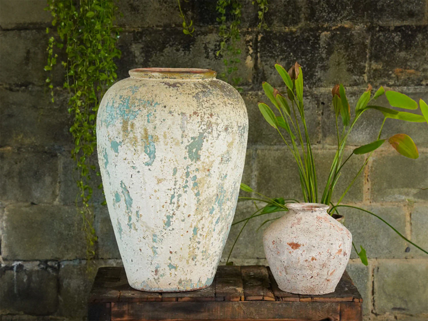 Ancient Wine Jar By Plantatorem - Image 4