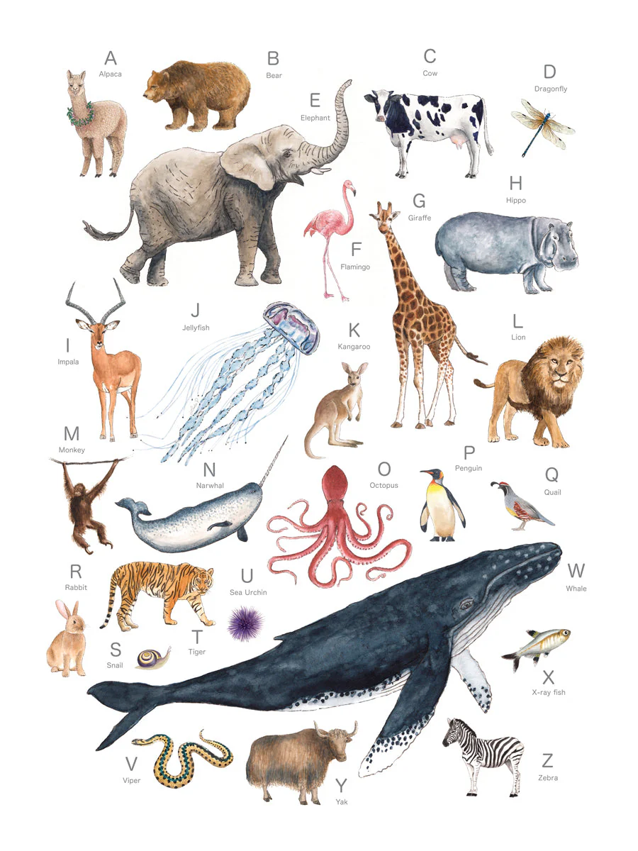 Animal Alphabet - Open Edition Canvas Print - Image 3