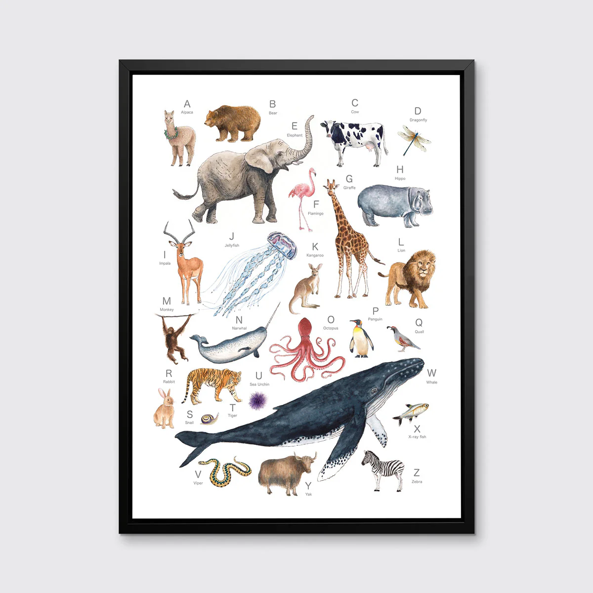Animal Alphabet - Open Edition Canvas Print - Image 4