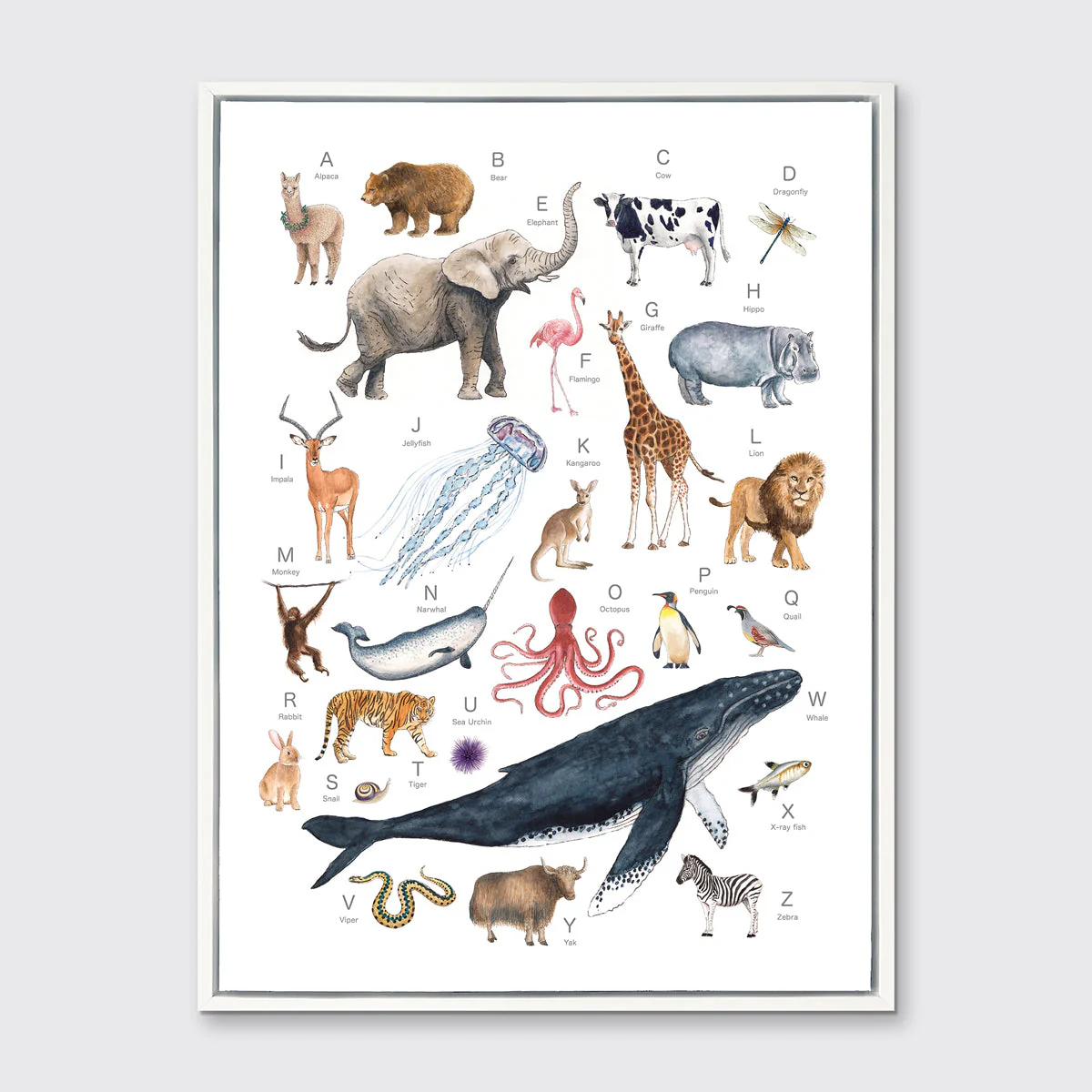 Animal Alphabet - Open Edition Canvas Print - Image 5