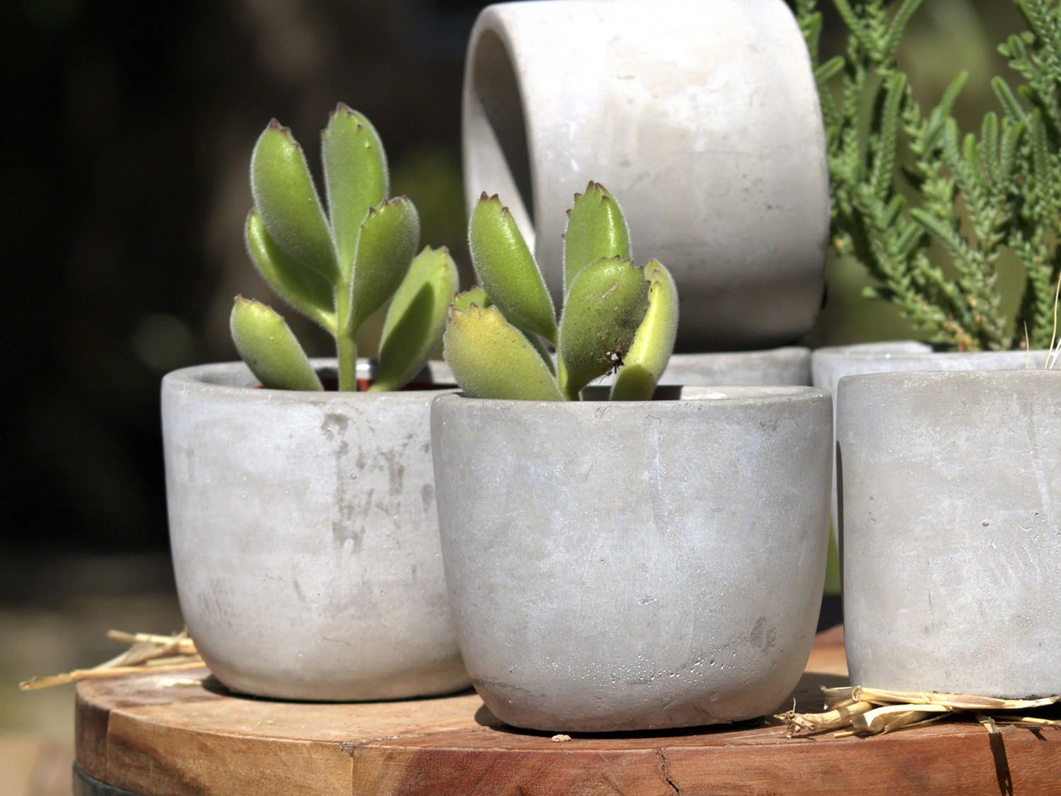 Bell Curve Concrete Planter By Plantatorem - Image 3