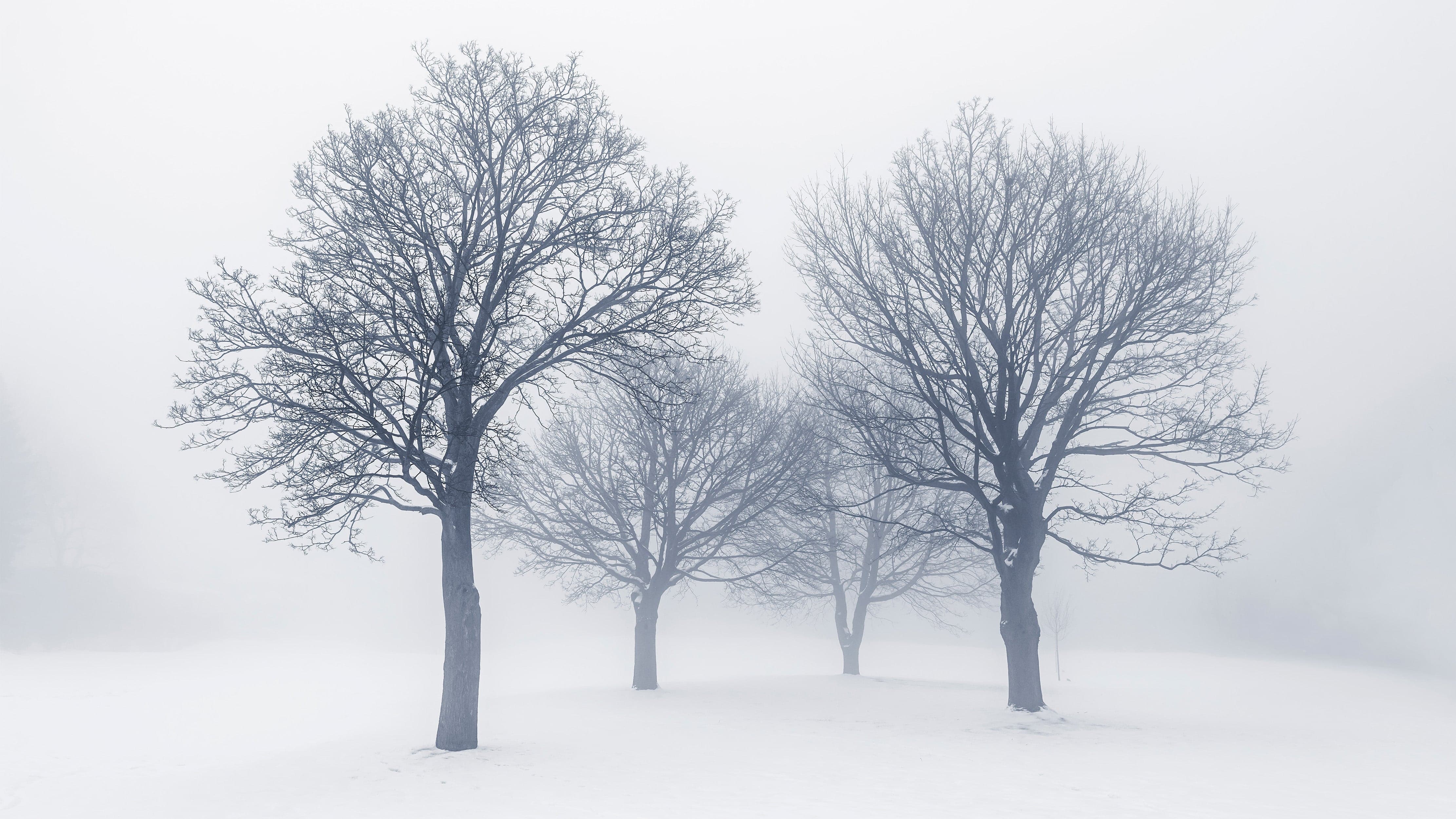 Black and White Snow Covered Trees Winter Landscape Wall Mural. #7042 - Image 3