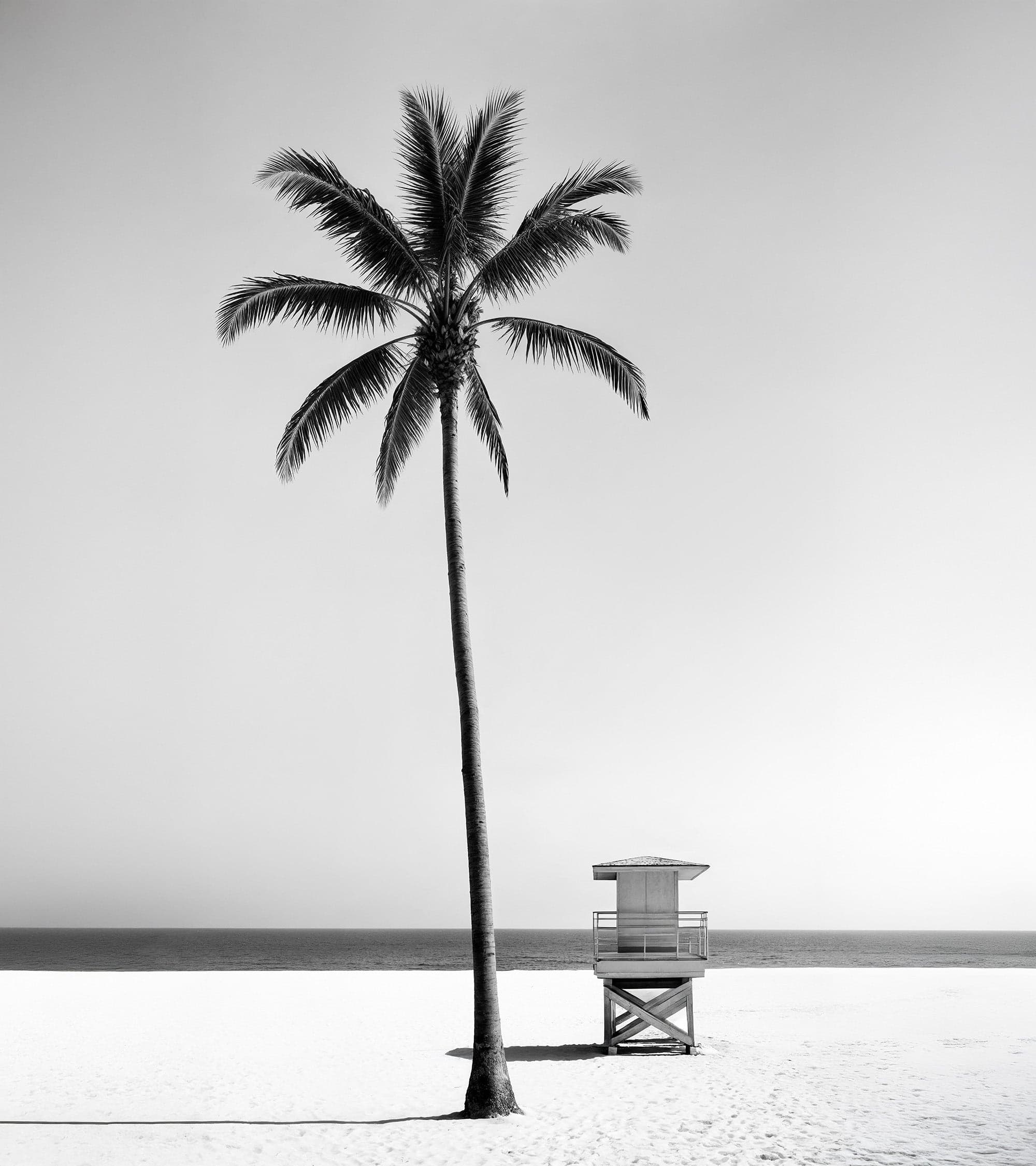 Black & White Tropical Palm Tree Beach Wallpaper Mural. #7015 - Image 2