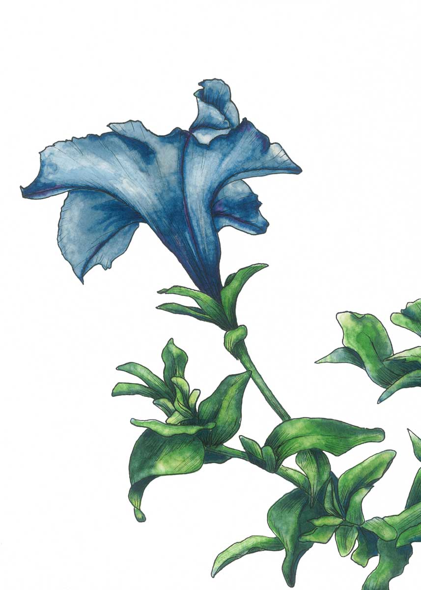 Blue - Open Edition Paper Print - Image 4