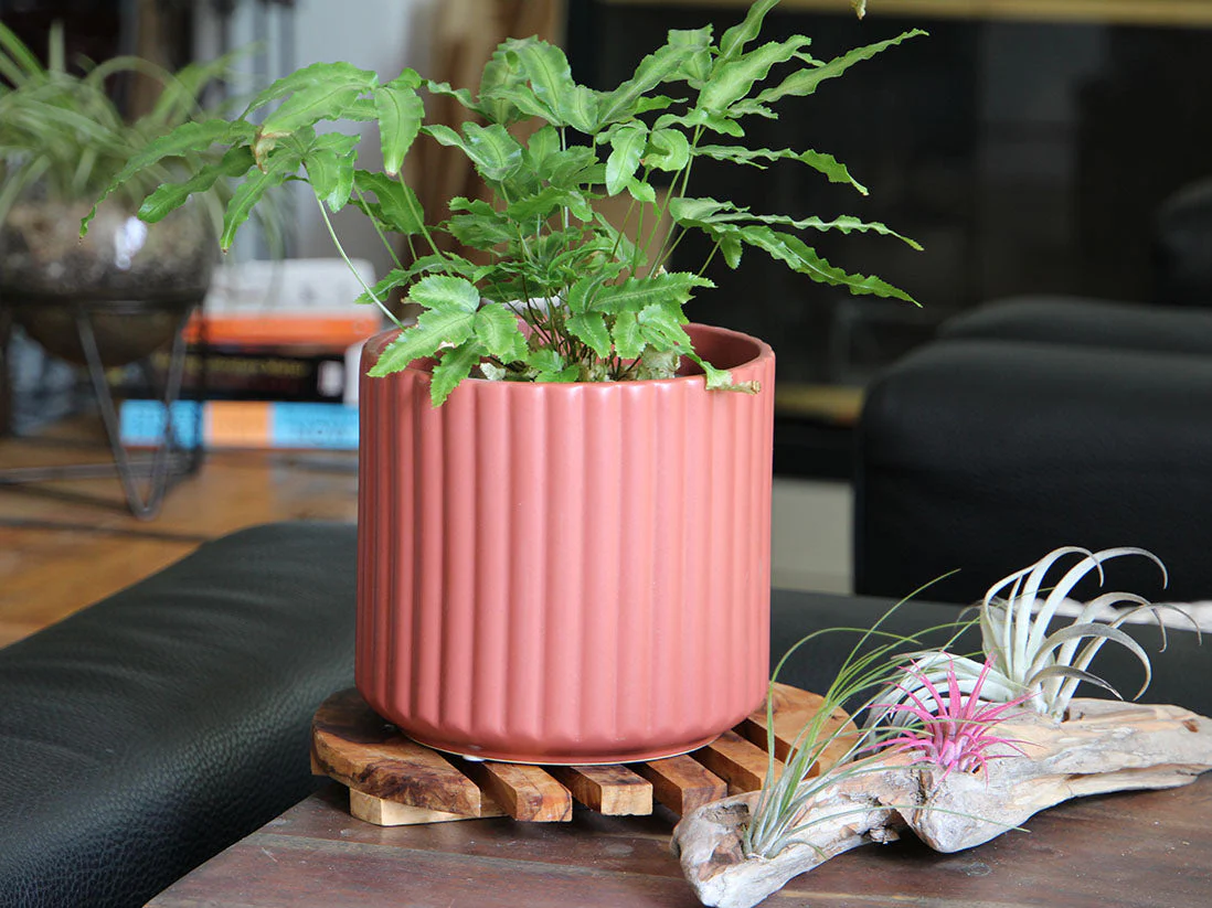 Brush Comb Planter- 5.5" x 5.0" By Plantatorem - Image 2