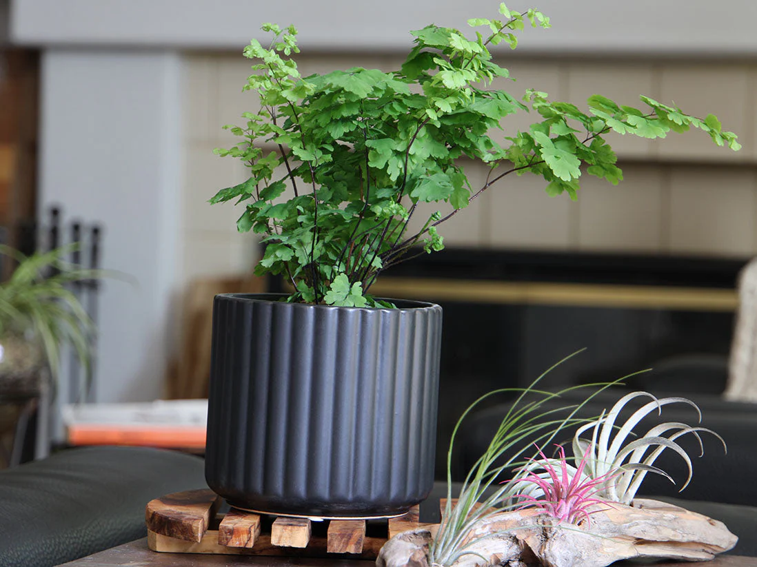 Brush Comb Planter- 5.5" x 5.0" By Plantatorem - Image 3