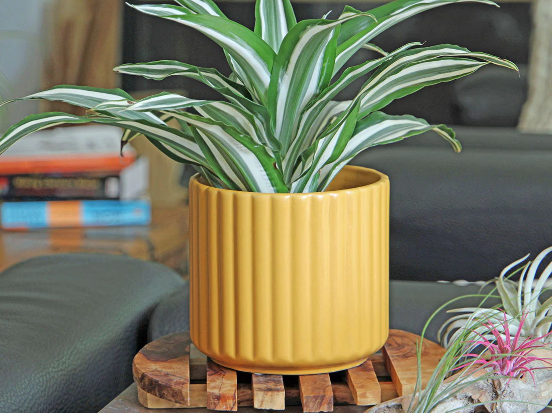 Brush Comb Planter- 5.5" x 5.0" By Plantatorem - Image 4