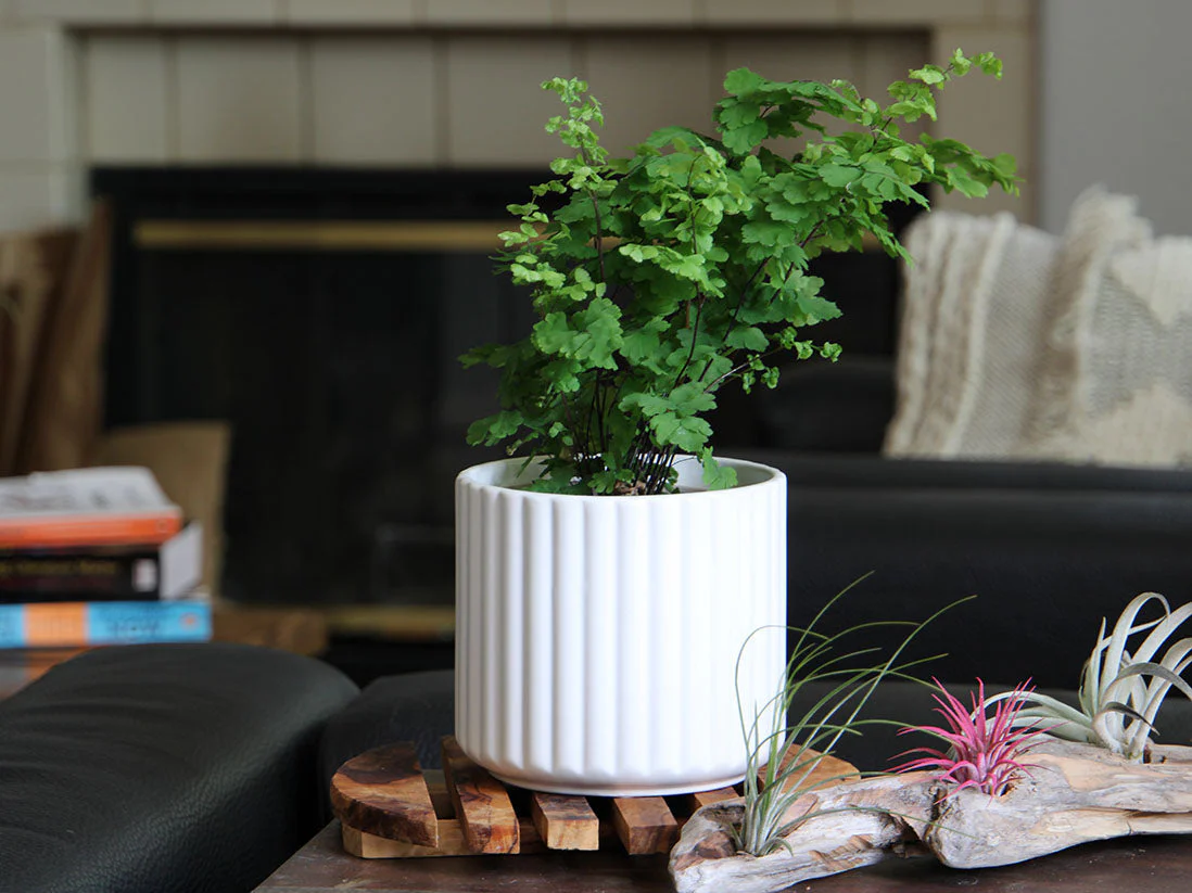 Brush Comb Planter- 8.0" x 8.0" By Plantatorem - Image 11