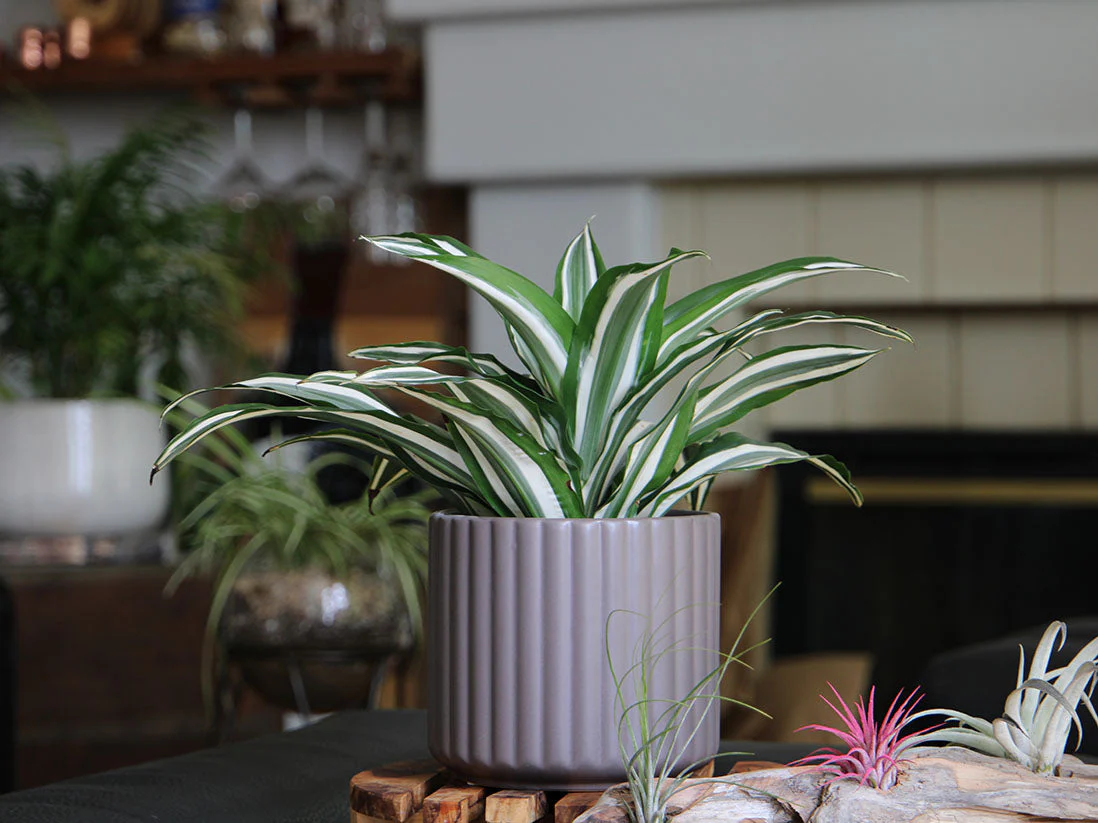 Brush Comb Planter- 8.0" x 8.0" By Plantatorem - Image 6