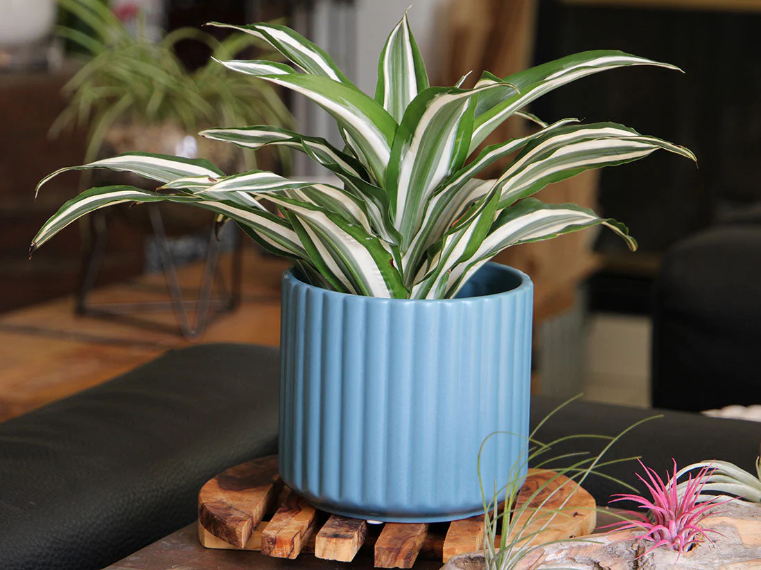 Brush Comb Planter- 8.0" x 8.0" By Plantatorem - Image 7