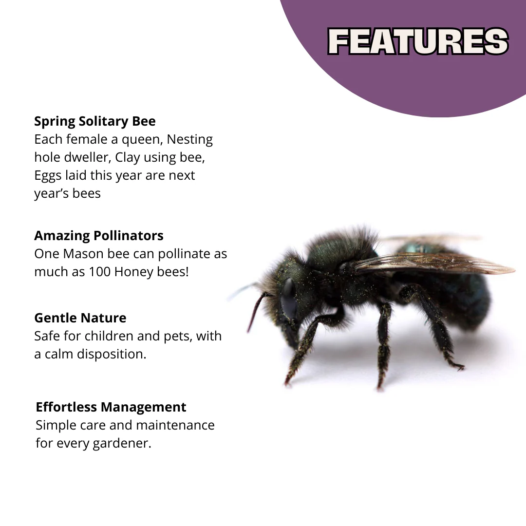 Buy Mason Bees | 40+ OBA Certified Cocoons with Free 2 Day Shipping - Image 3