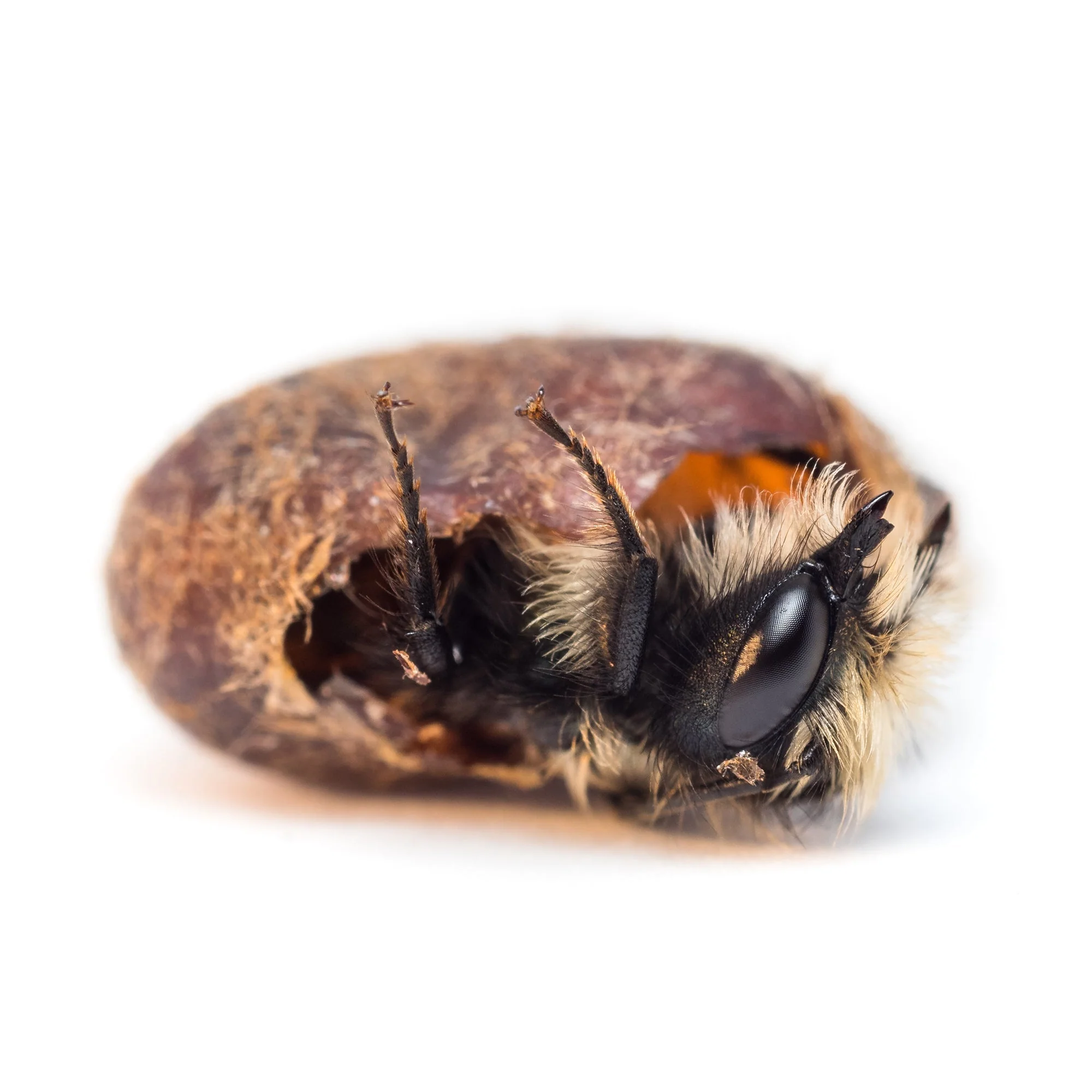 Buy Mason Bees | 40+ OBA Certified Cocoons with Free 2 Day Shipping - Image 4