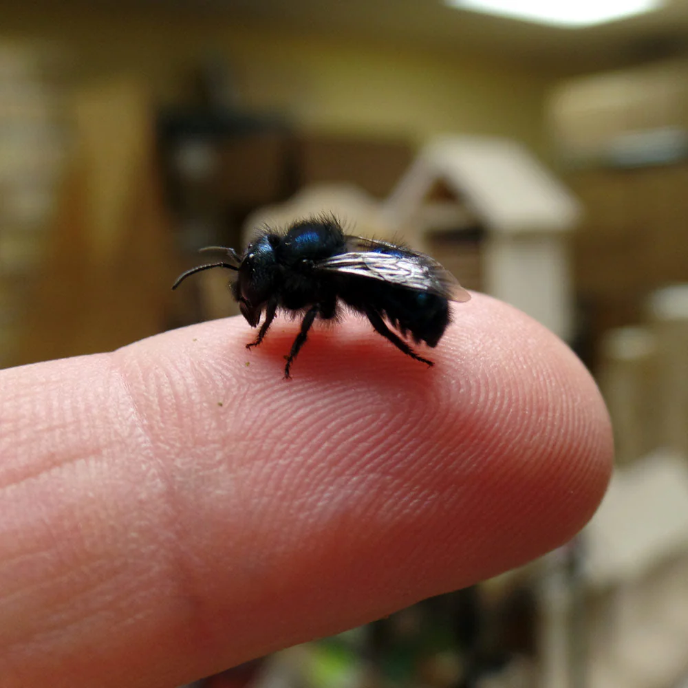 Buy Mason Bees | 40+ OBA Certified Cocoons with Free 2 Day Shipping - Image 5