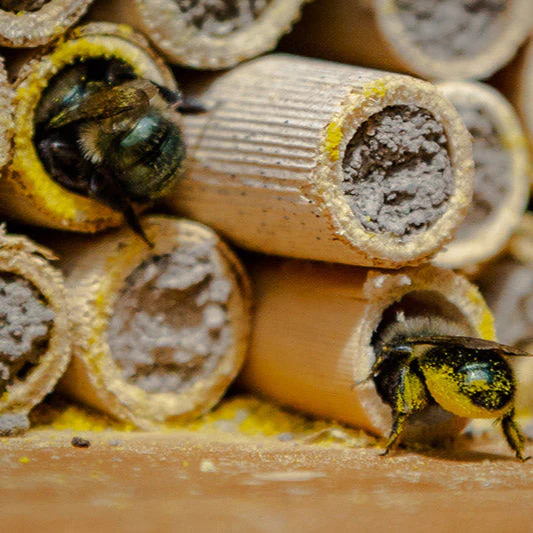Buy Mason Bees | 40+ OBA Certified Cocoons with Free 2 Day Shipping - Image 6