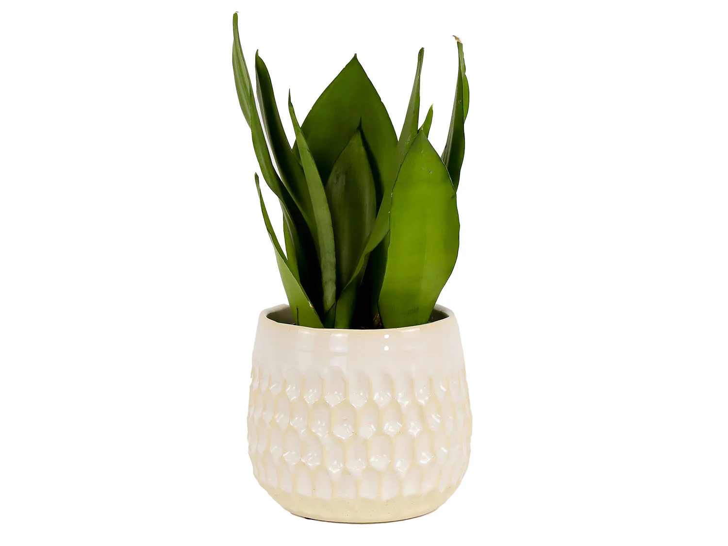 Cambria Planters - Image 9