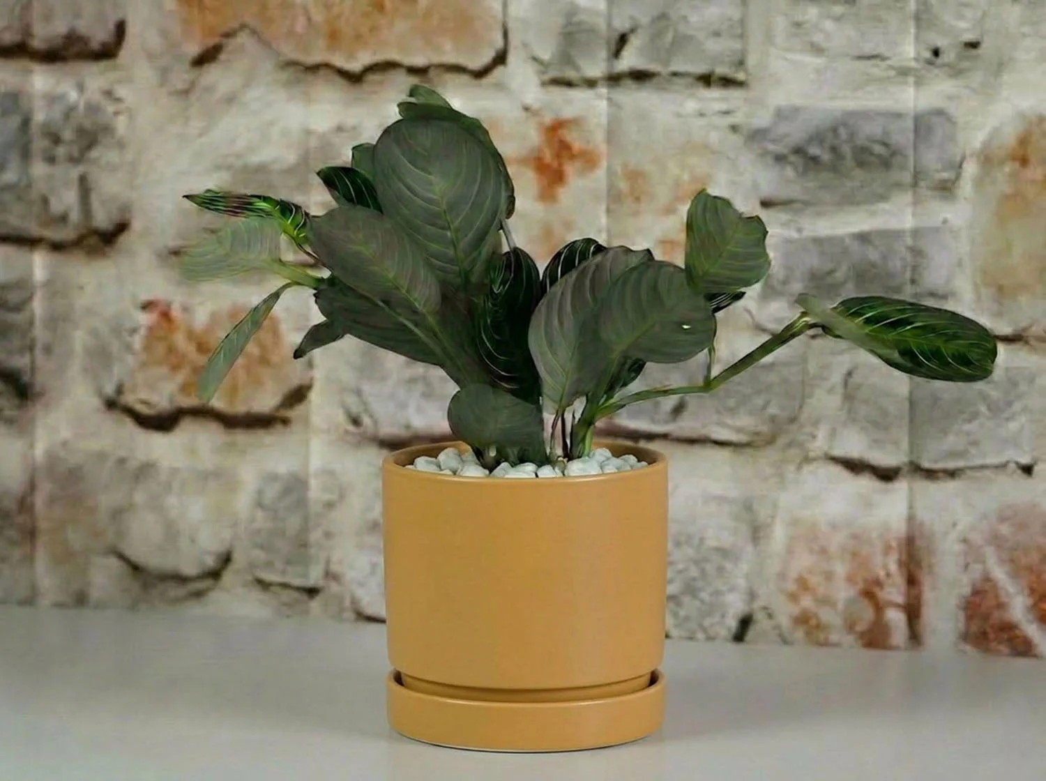 Carmel Attached Saucers Planters - Image 12