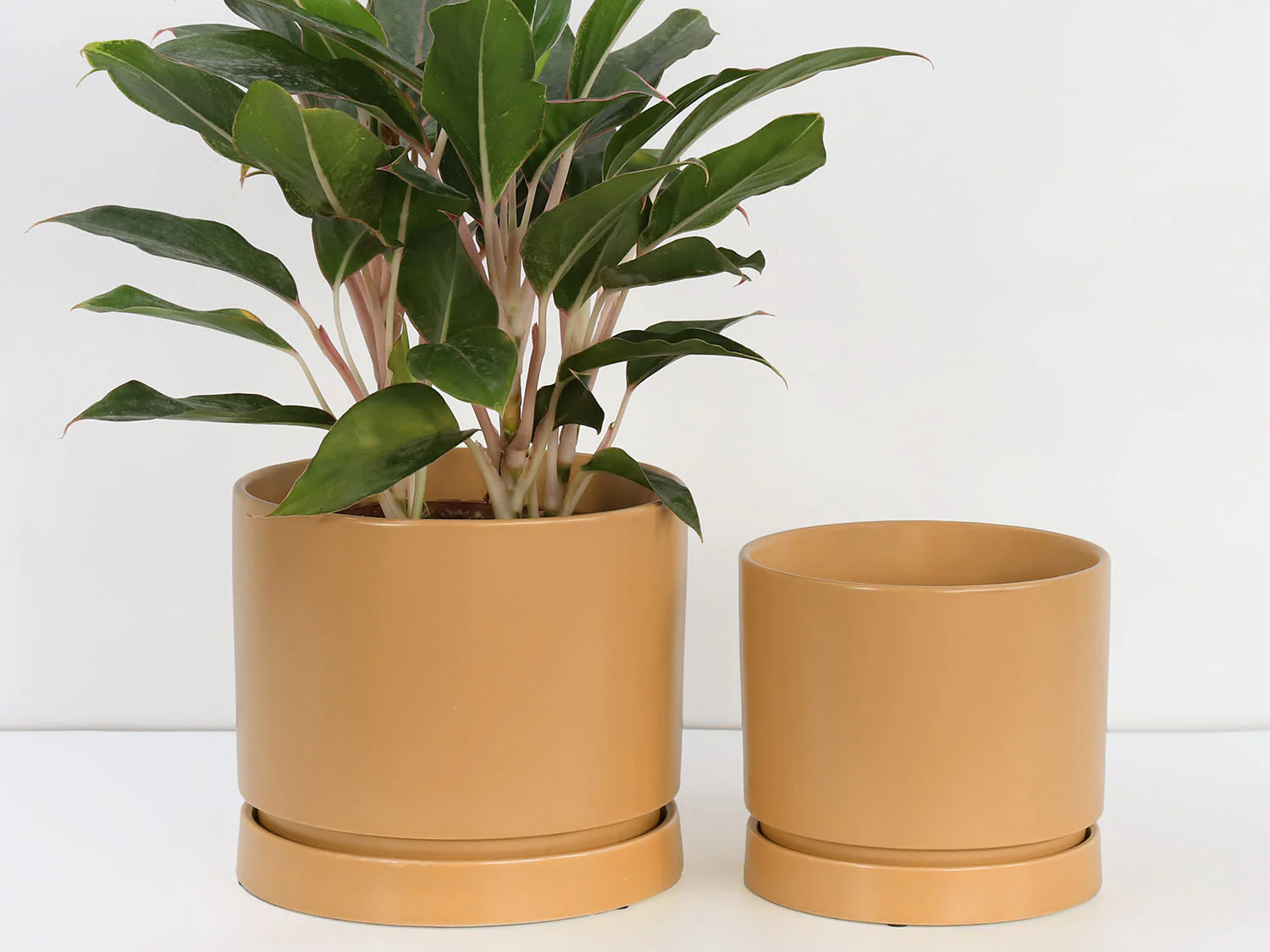 Carmel Attached Saucers Planters - Image 14