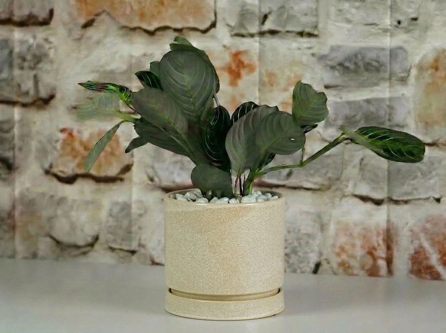 Carmel Attached Saucers Planters - Image 15