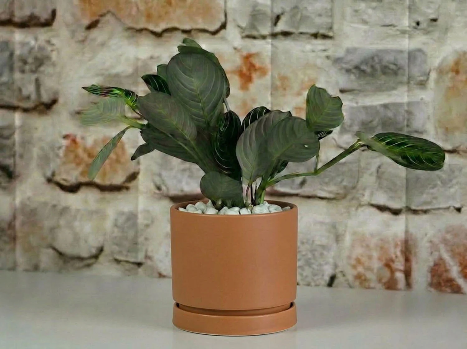 Carmel Attached Saucers Planters - Image 5