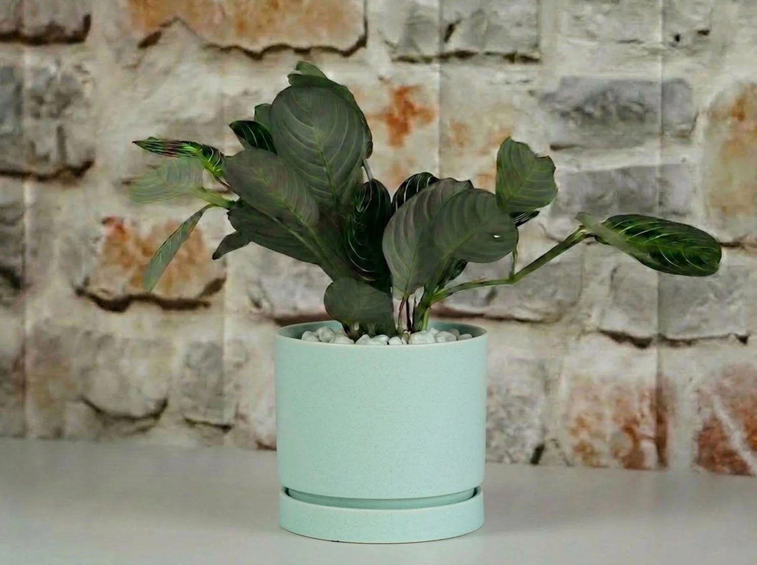 Carmel Attached Saucers Planters - Image 8