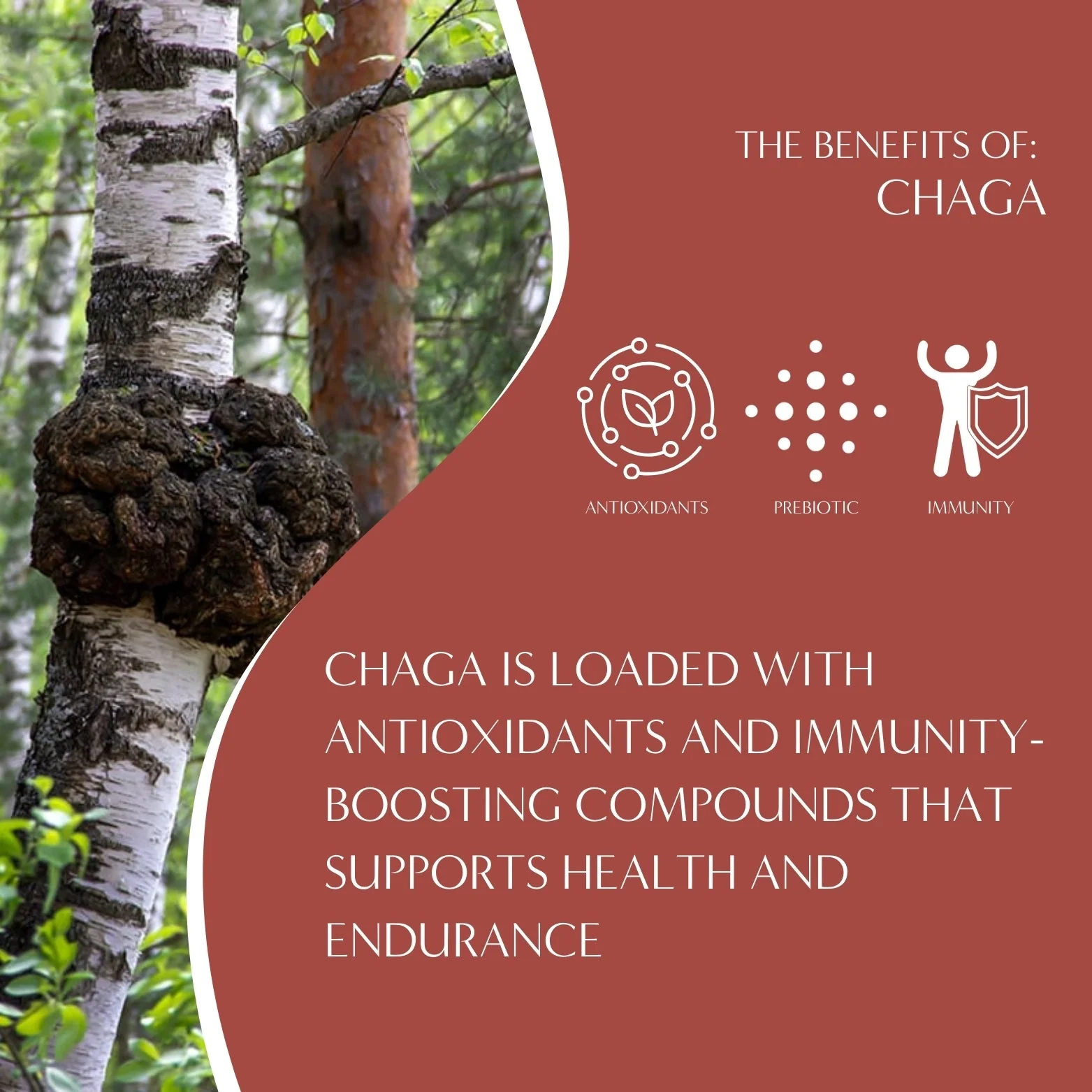 Chaga Ashwagandha Butterscotch Cream Mushroom Herbal Coffee - Image 5