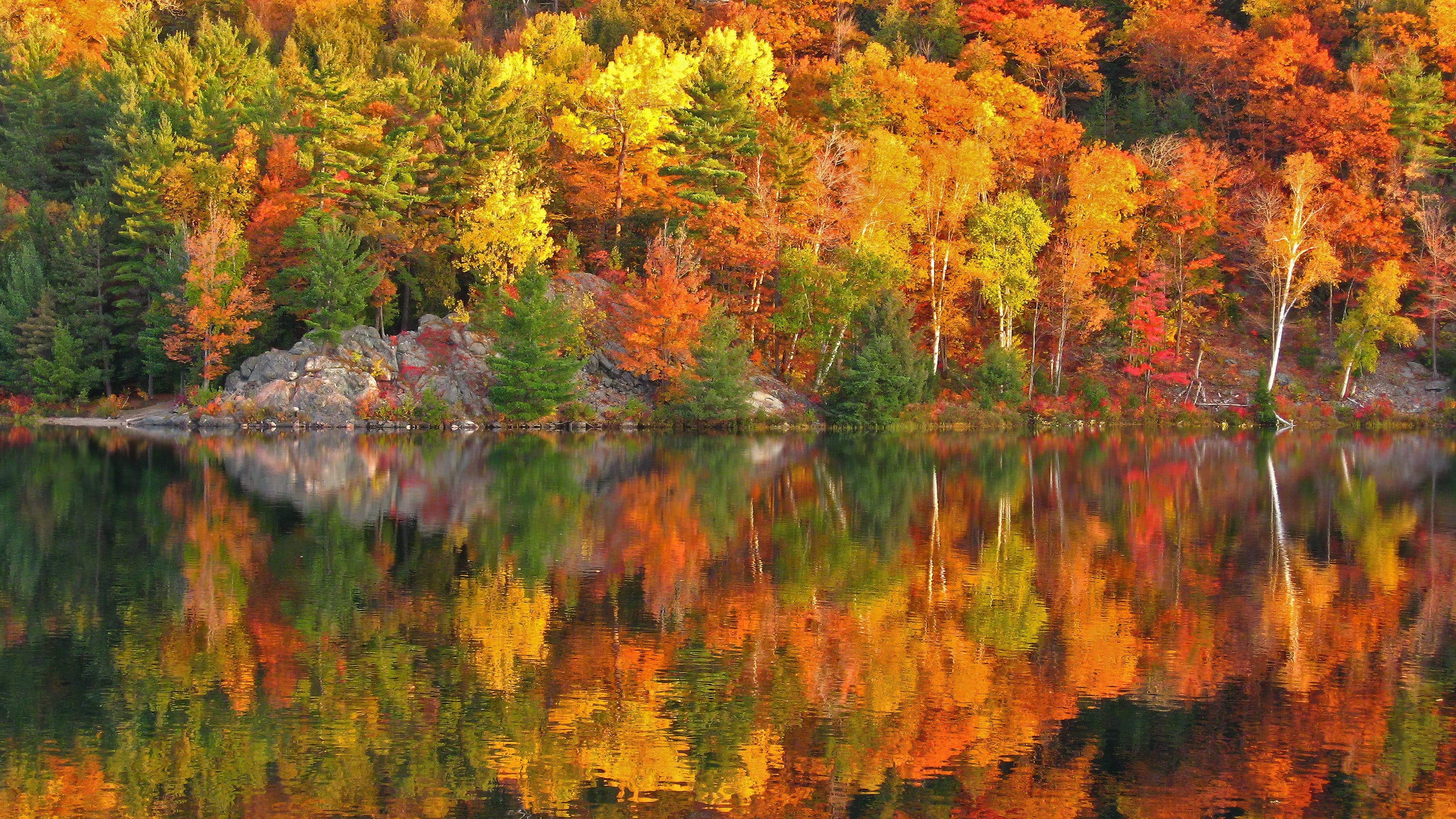 Colorful Autumn Forest Over Lake Wall Mural. Fall Foliage. #7052 - Image 5