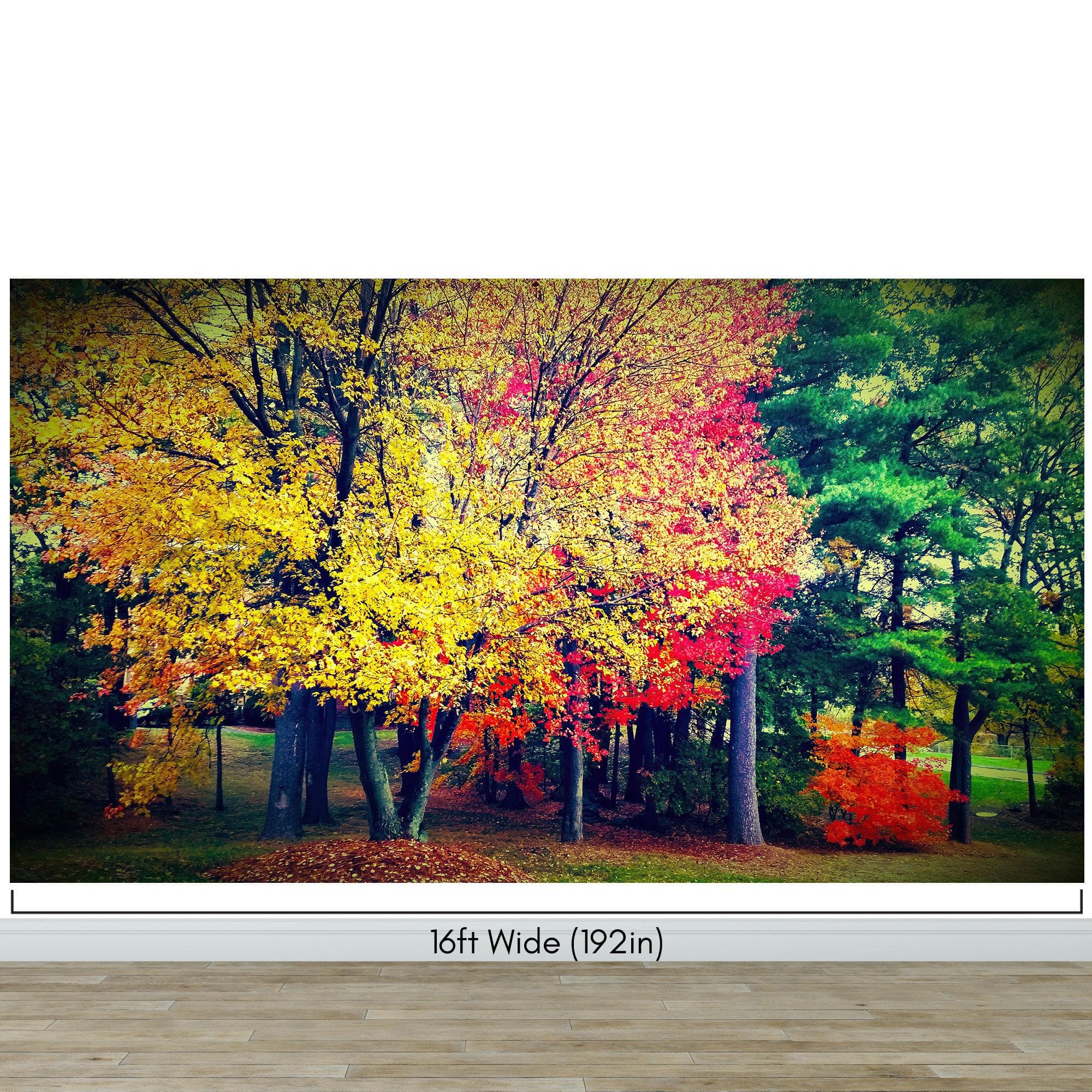 Colorful Autumn Trees Wallpaper Mural. #6981 - Image 13