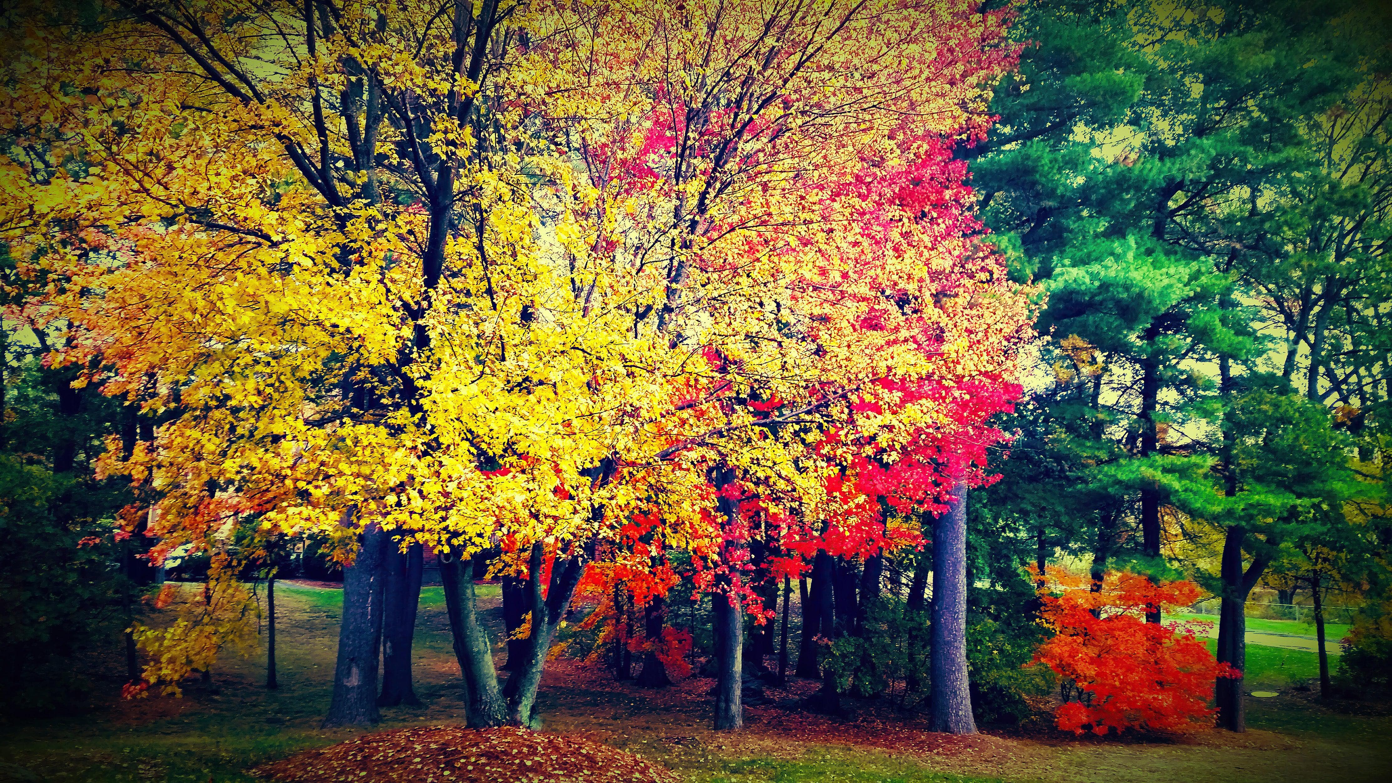Colorful Autumn Trees Wallpaper Mural. #6981 - Image 8