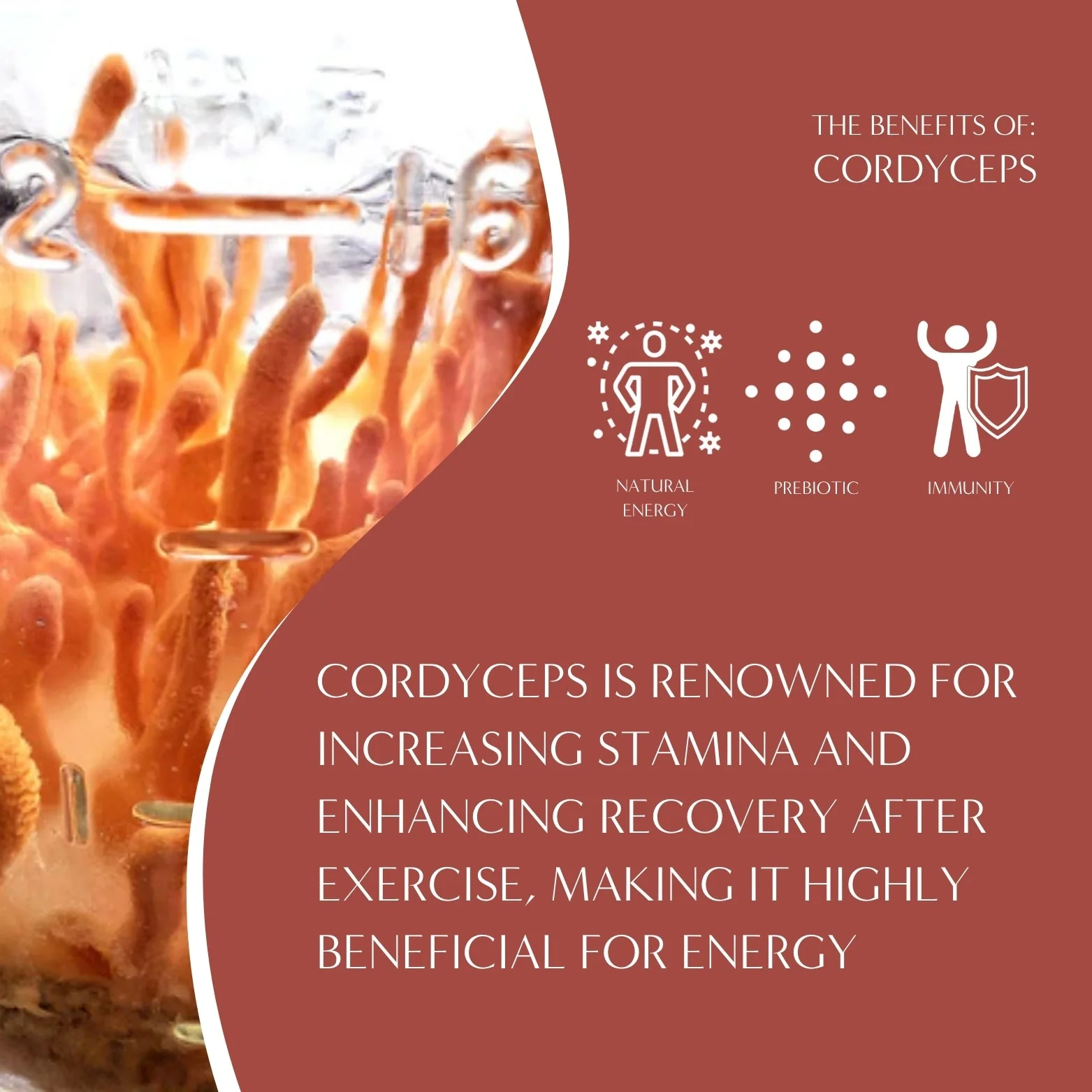 Cordyceps Schisandra Cinnamon Berry Mushroom Herbal Coffee - Image 6
