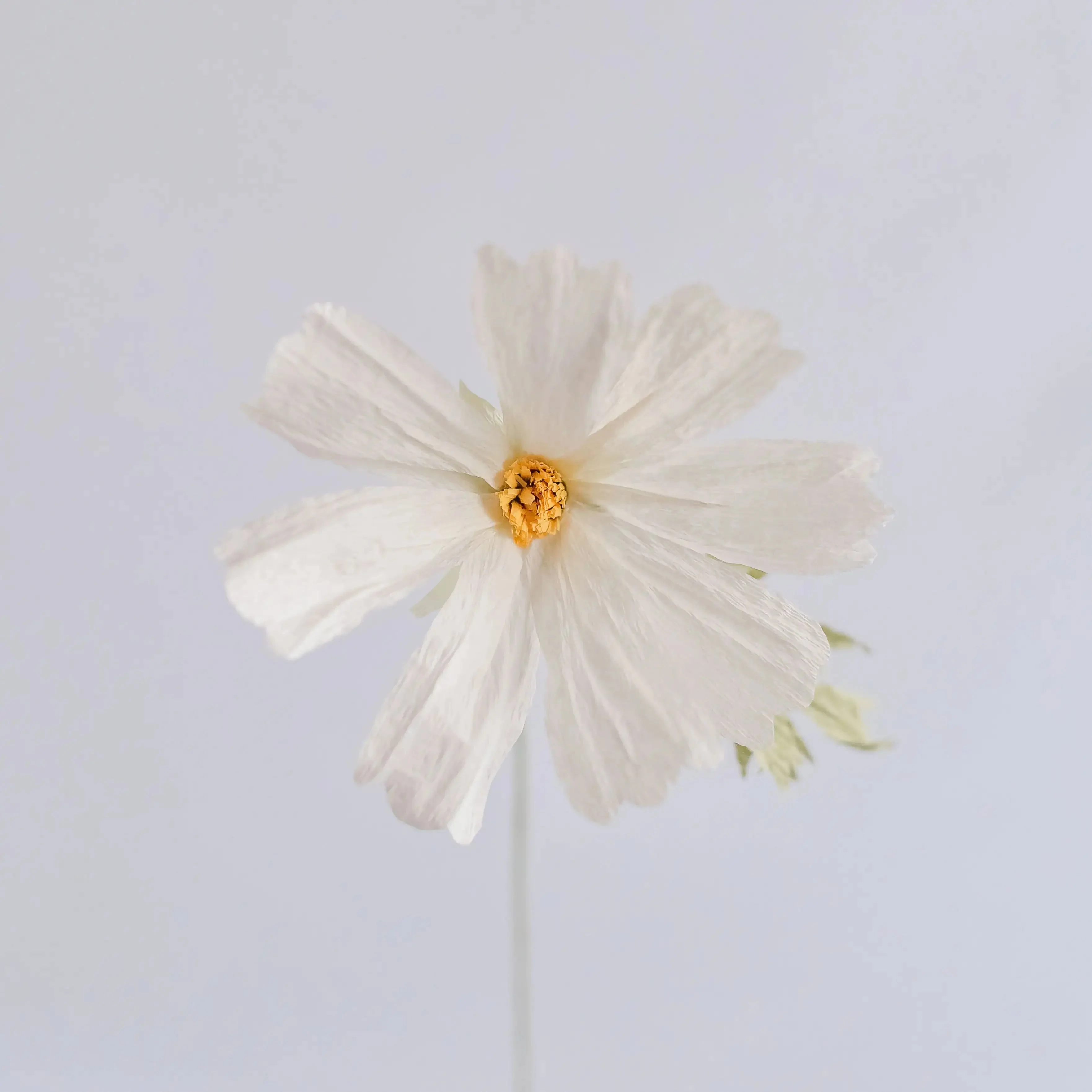 Cosmos Single Stem | Handcrafted Paper Wildflower - Image 4