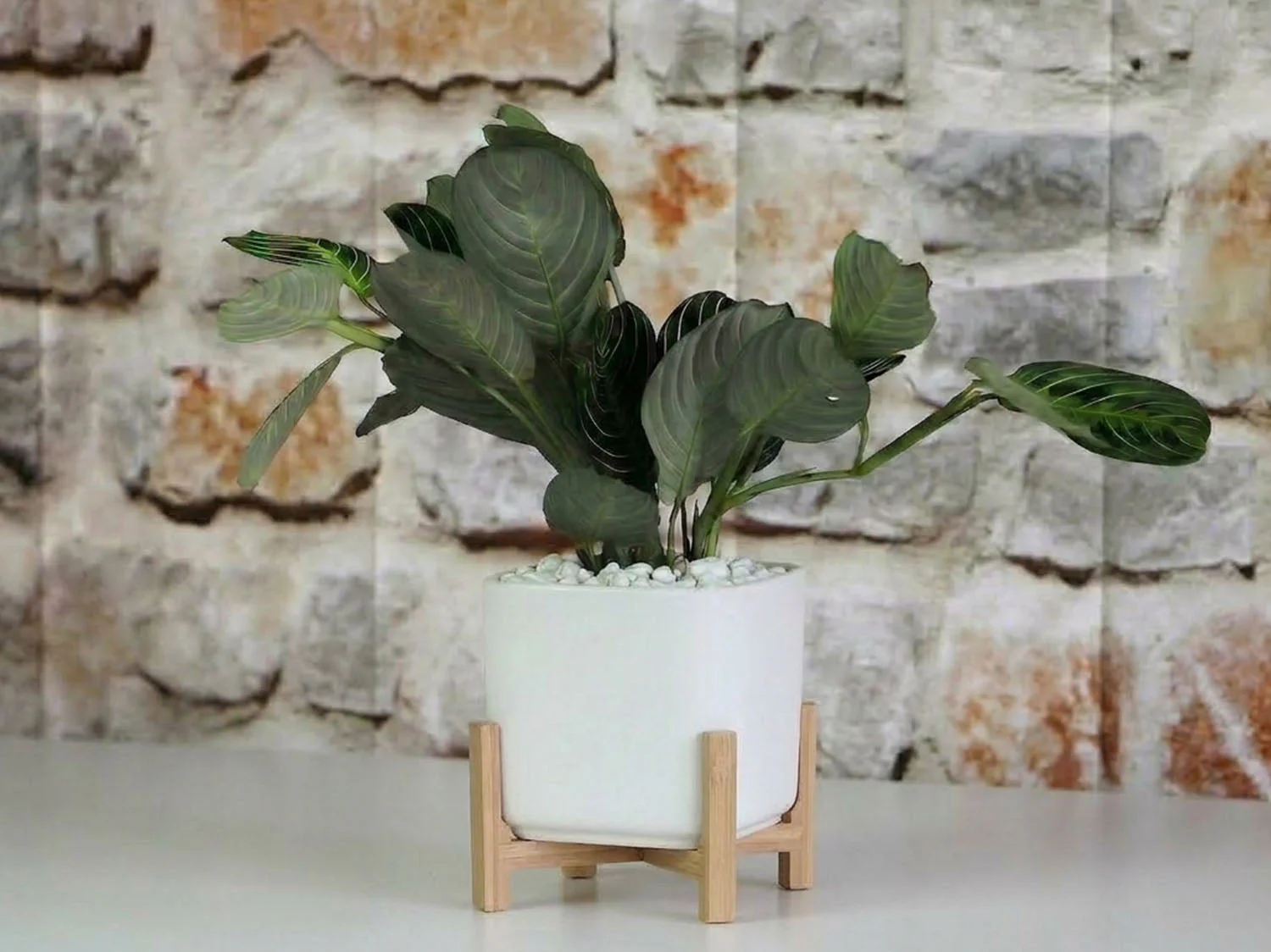 Cube with Attached Saucer- 4.5" x 4.0" By Plantatorem - Image 4