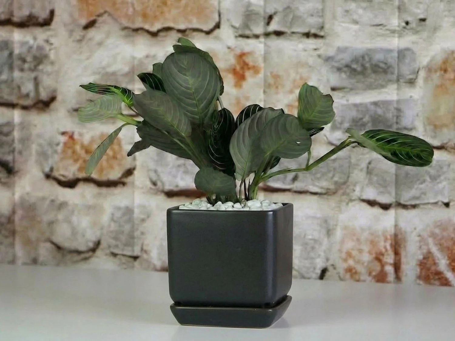 Cube with Attached Saucer- 5.5" x 5.0" By Plantatorem - Image 4