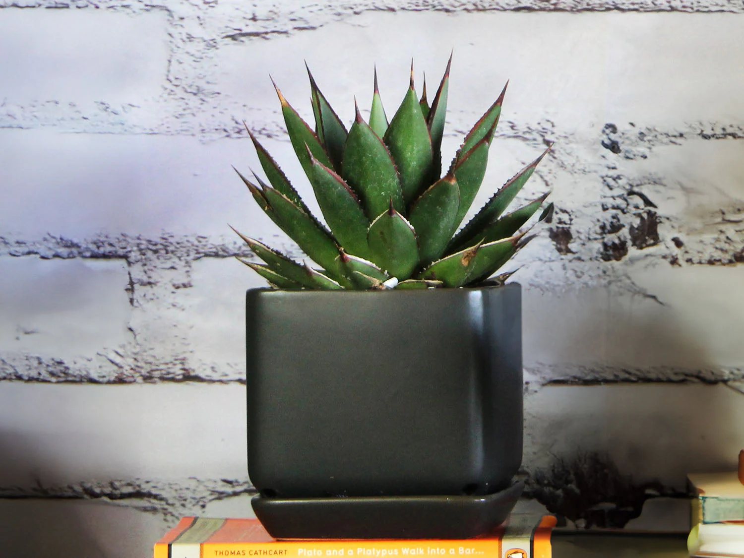 Cube with Attached Saucer- 5.5" x 5.0" By Plantatorem - Image 5