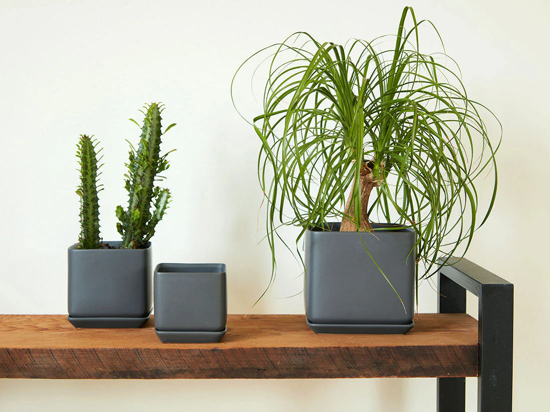 Cube with Attached Saucer- 7.0" x 6.5" By Plantatorem - Image 3
