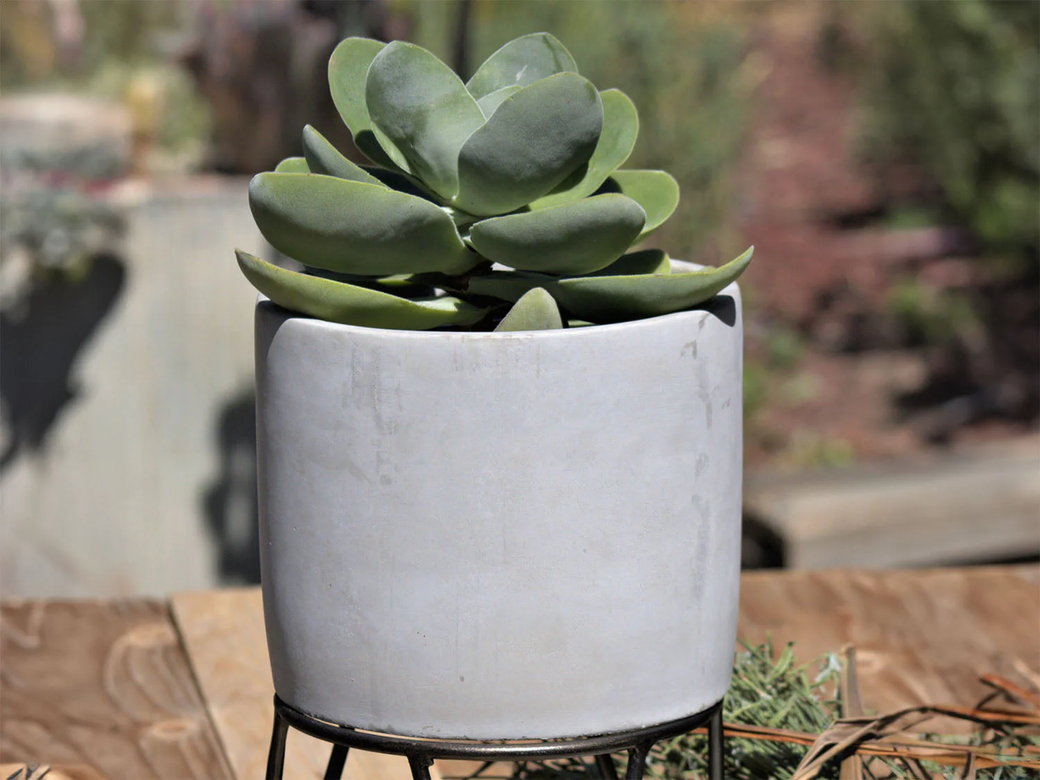 Cylinder Concrete Planter By Plantatorem - Image 2