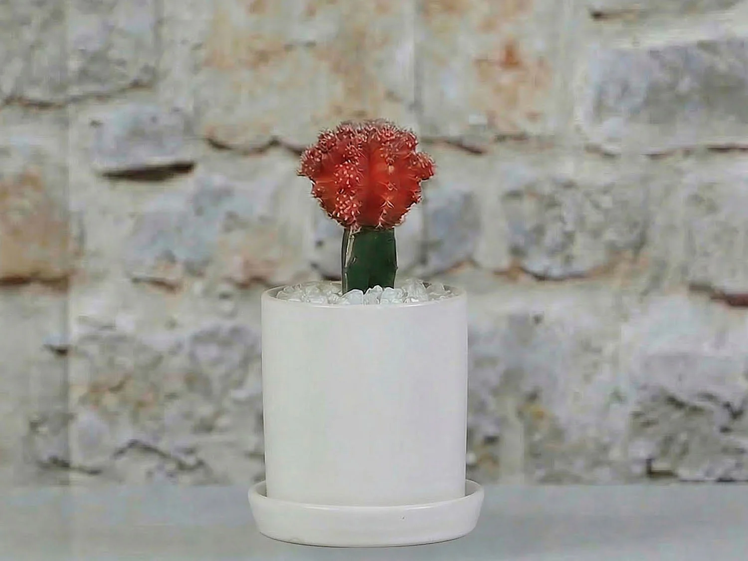 Cylinder Pot with Detached Saucers By Plantatorem - Image 5