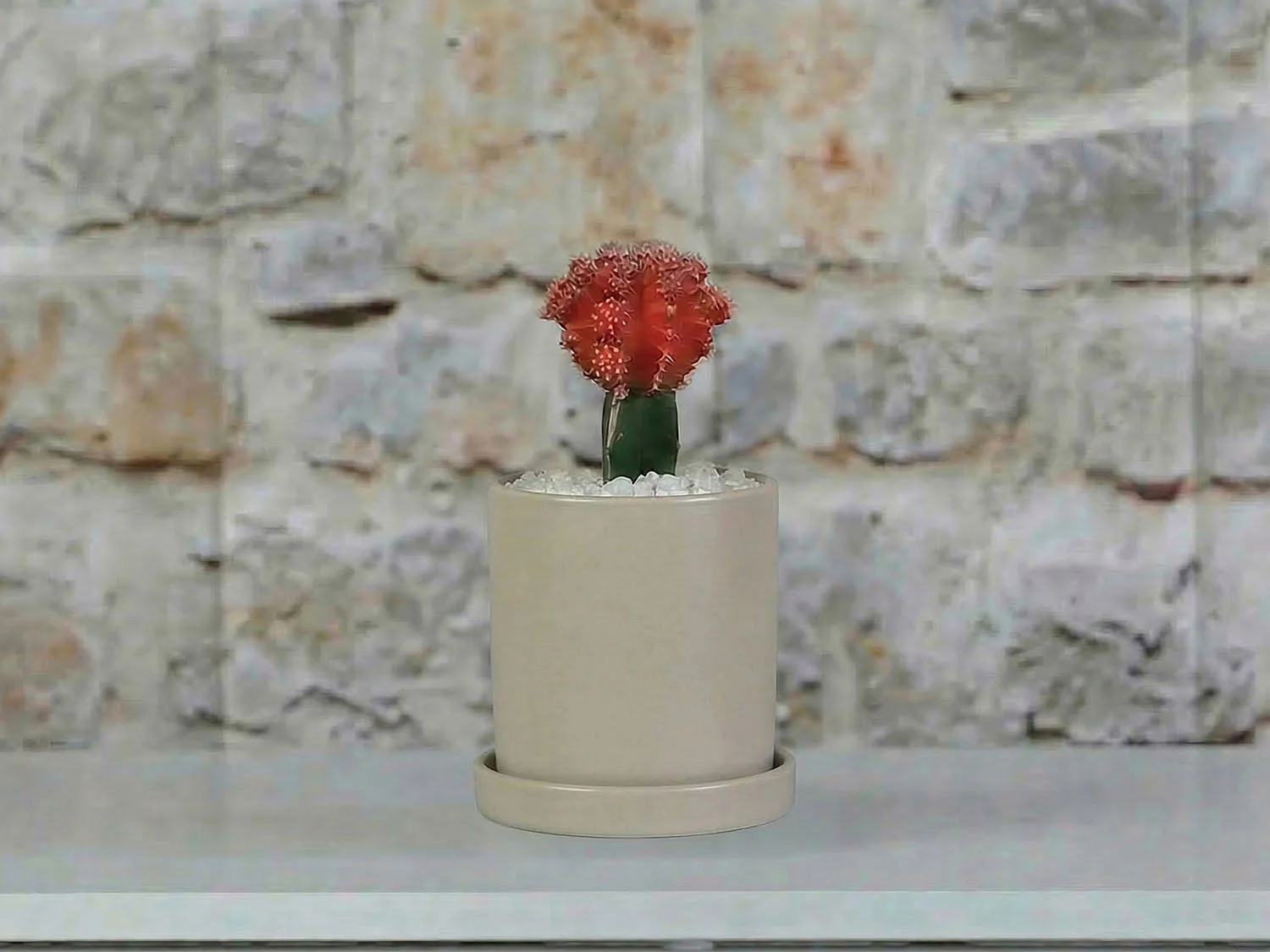 Cylinder Pot with Detached Saucers By Plantatorem - Image 7