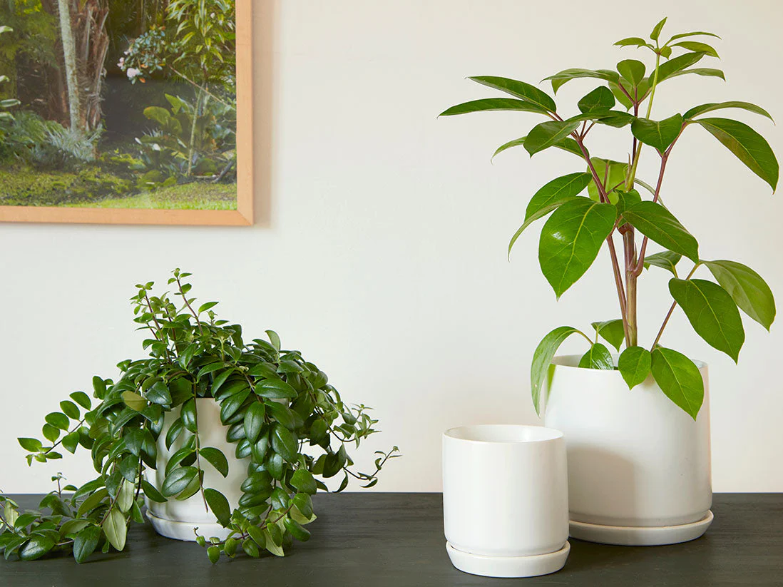Cylinder with Attached Saucer-5.0" x 4.5" By Plantatorem - Image 6