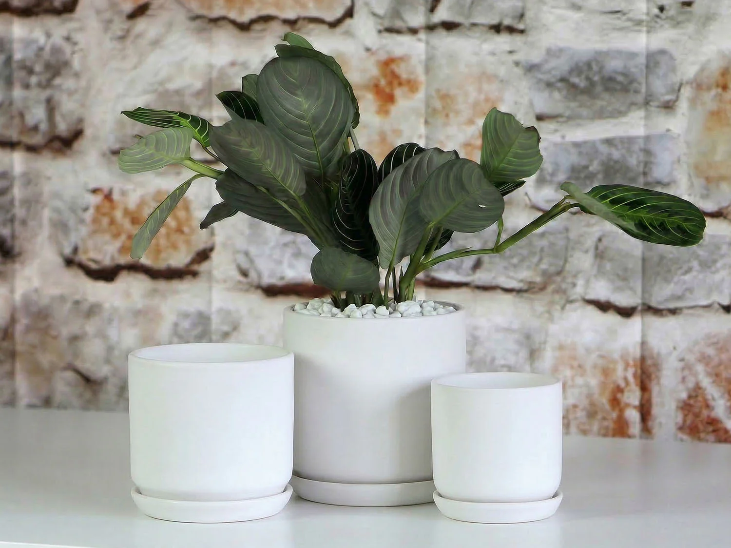 Cylinder with Attached Saucer- 7.0" x 6.5" By Plantatorem - Image 2