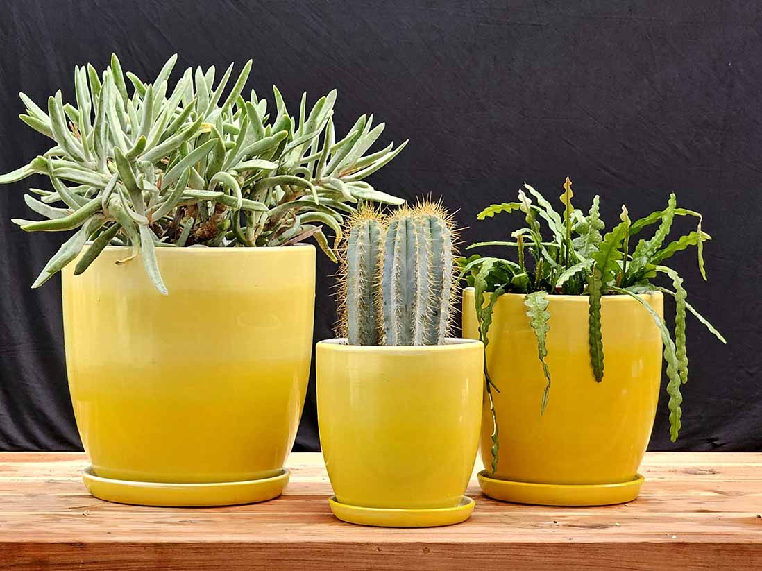 Daffodil Planter By Plantatorem - Image 2