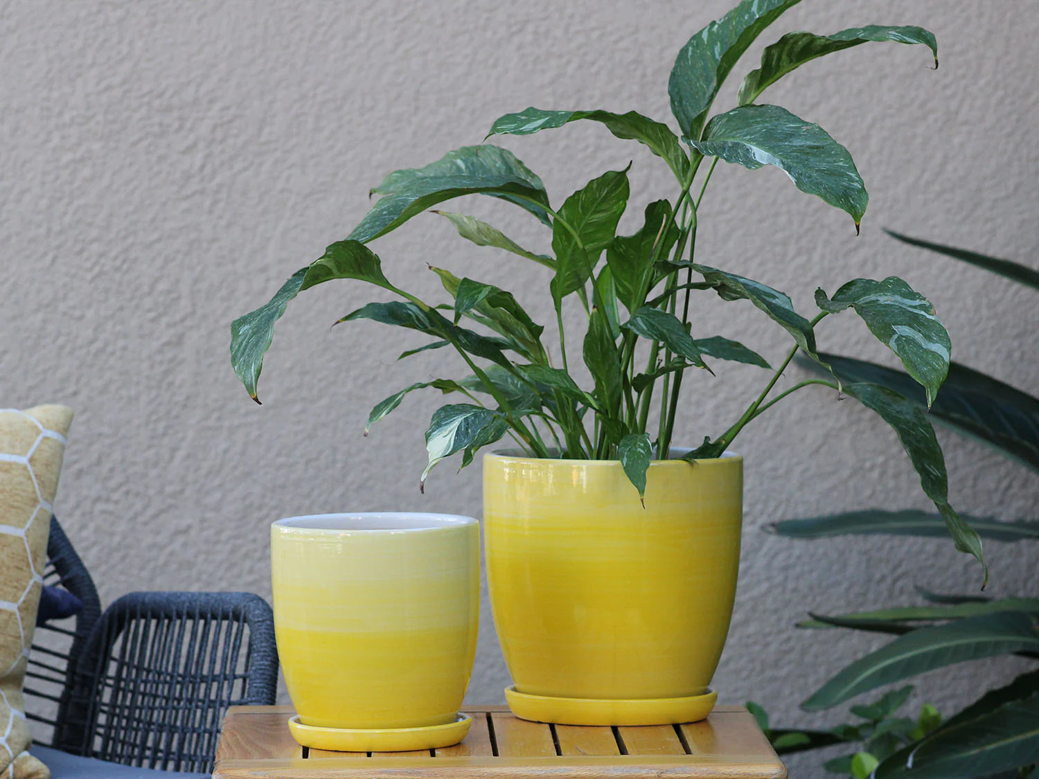 Daffodil Planter By Plantatorem - Image 3