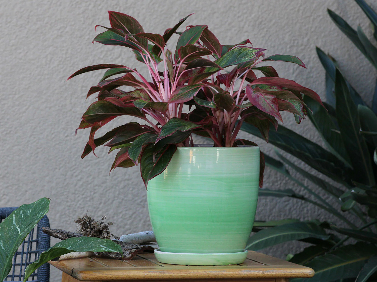 Daffodil Planter By Plantatorem - Image 8