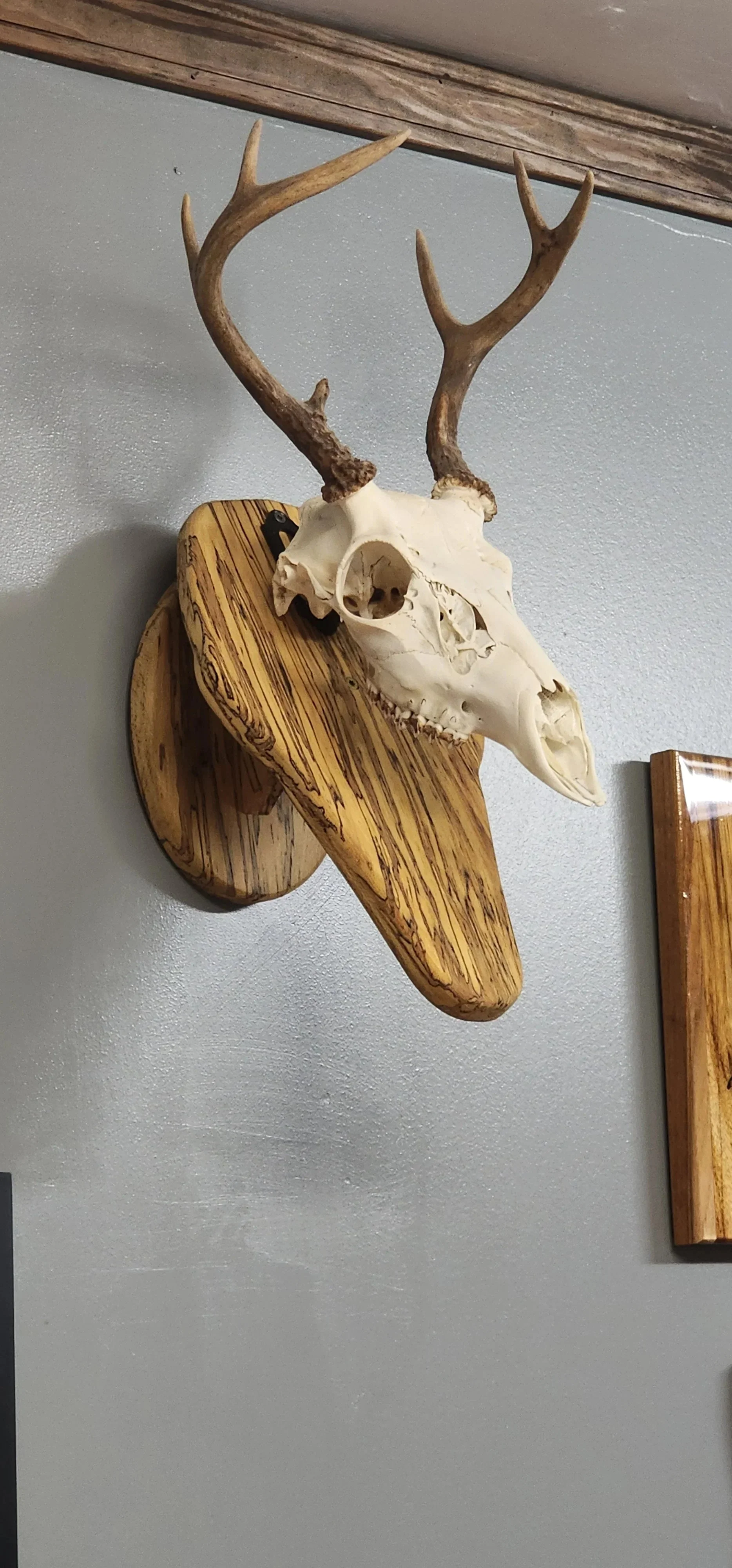 Deer skull mount - Image 2