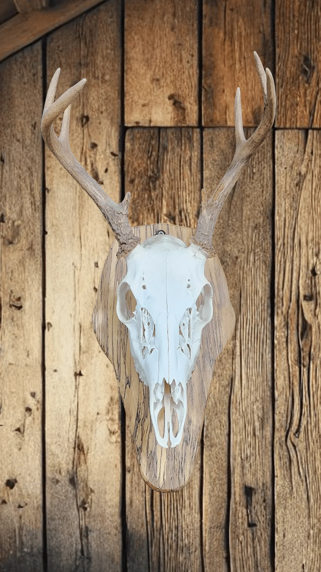 Deer skull mount - Image 3