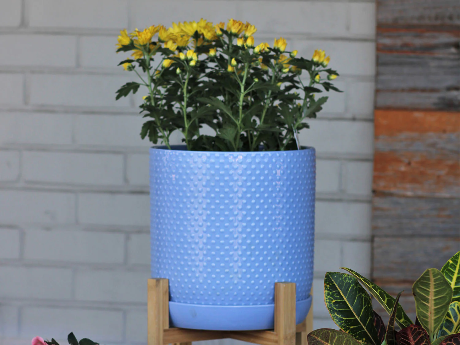 Dotted Cylinder Planter With Attached Saucer - Image 7