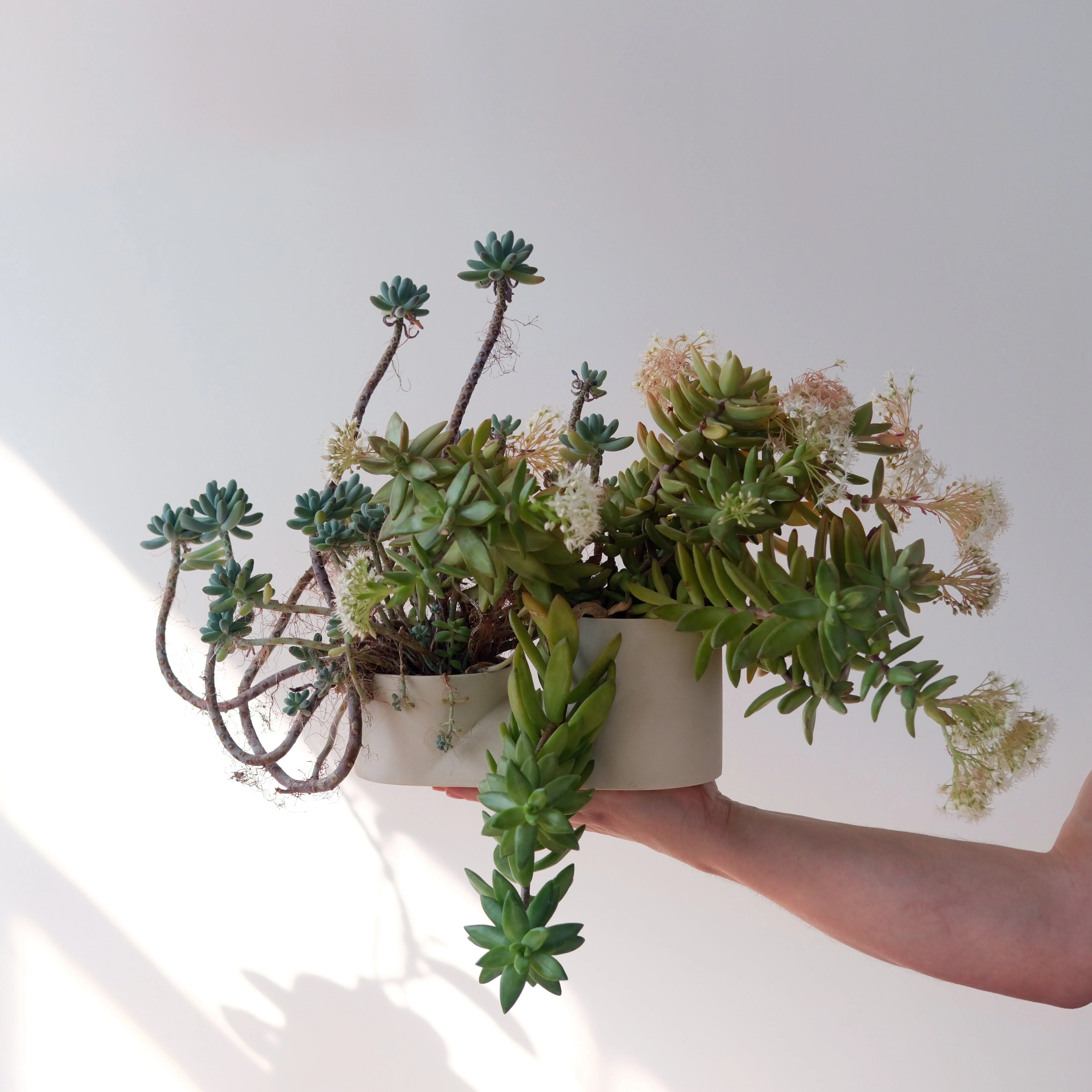 Double Planter - Image 2