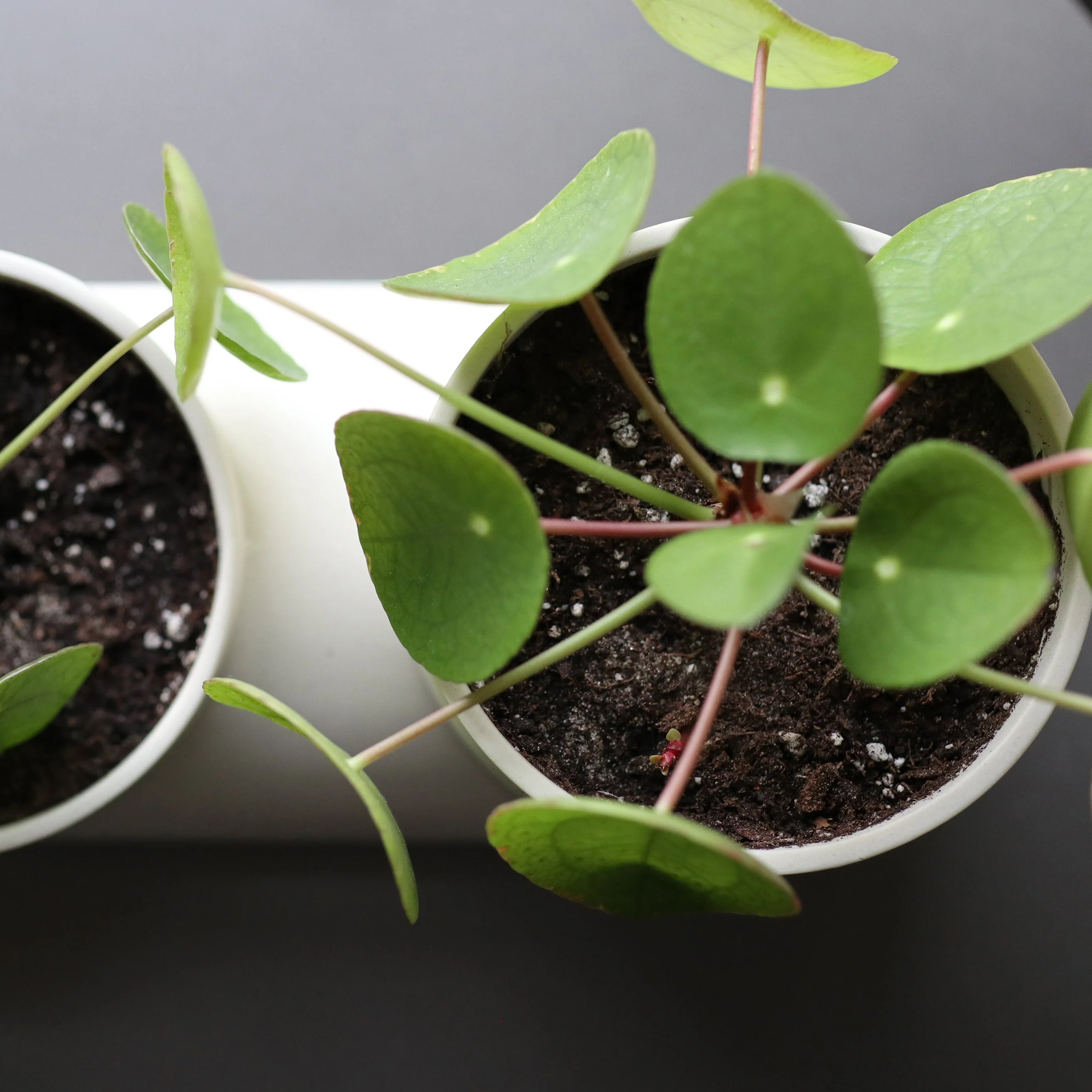 Double Planter - Image 8