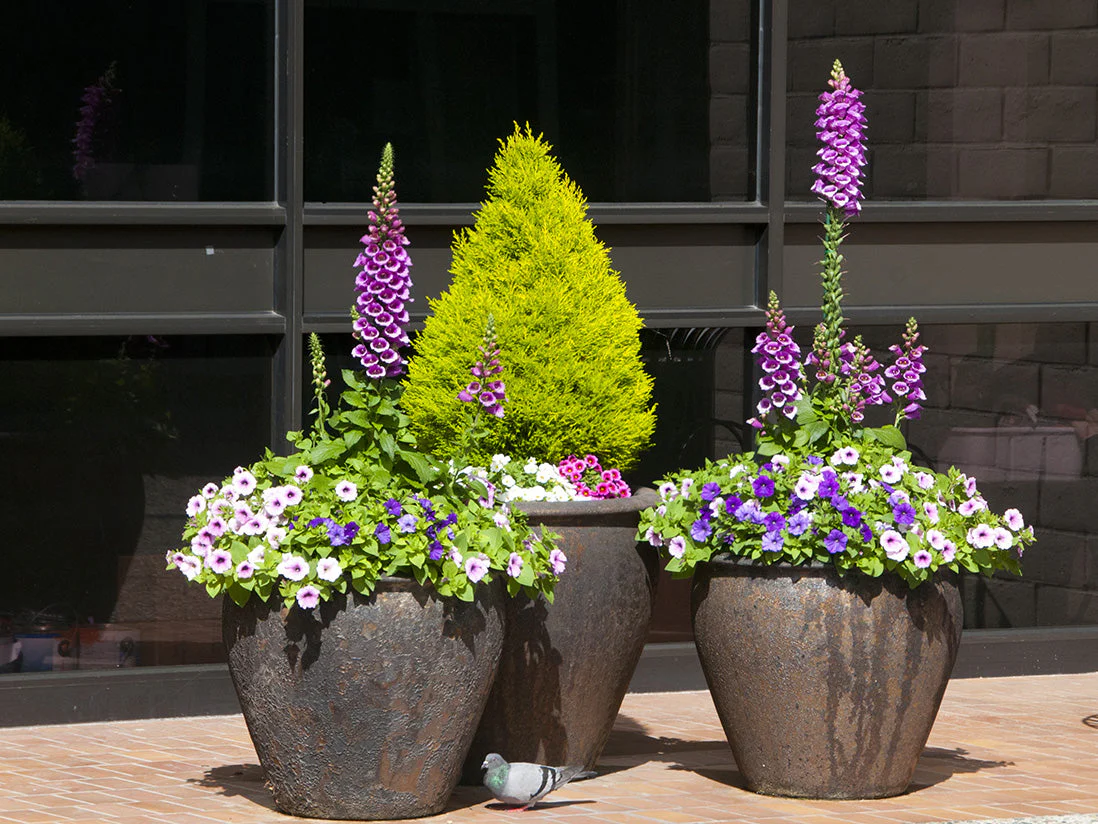 Fish Bowl Pots - Set of 3 By Plantatorem - Image 4