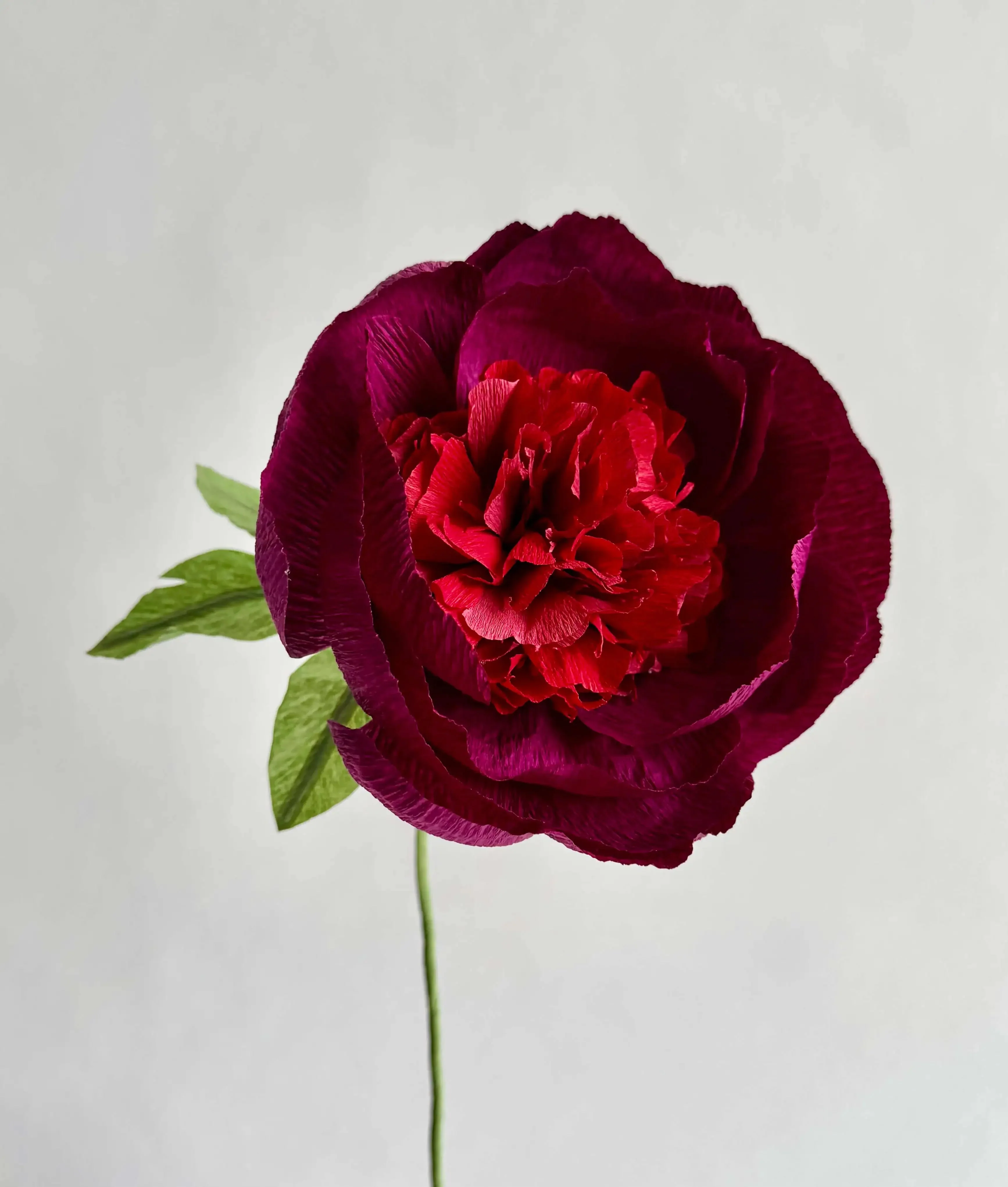 Fluffy Peony - Image 3